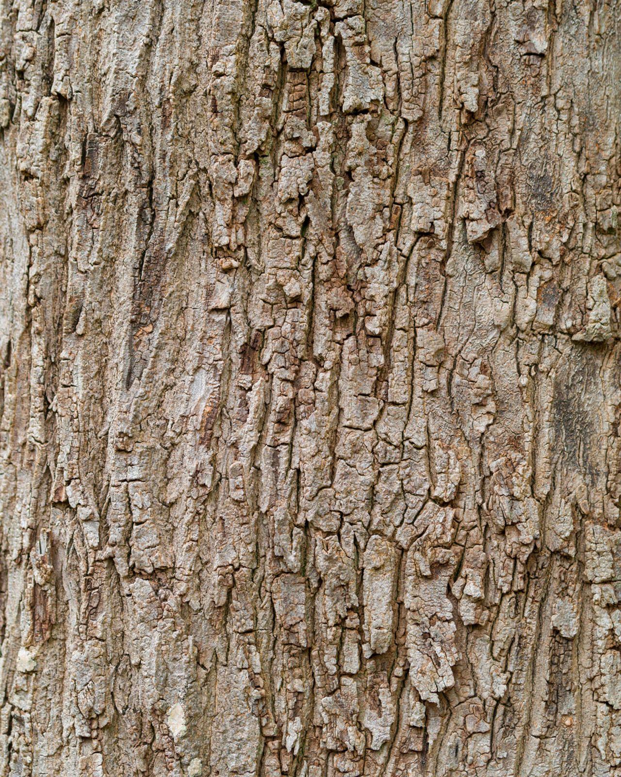 Rasch Fototapete Magic Walls Baum 363777 Rasch Fototapete Magic Walls Baum 363777