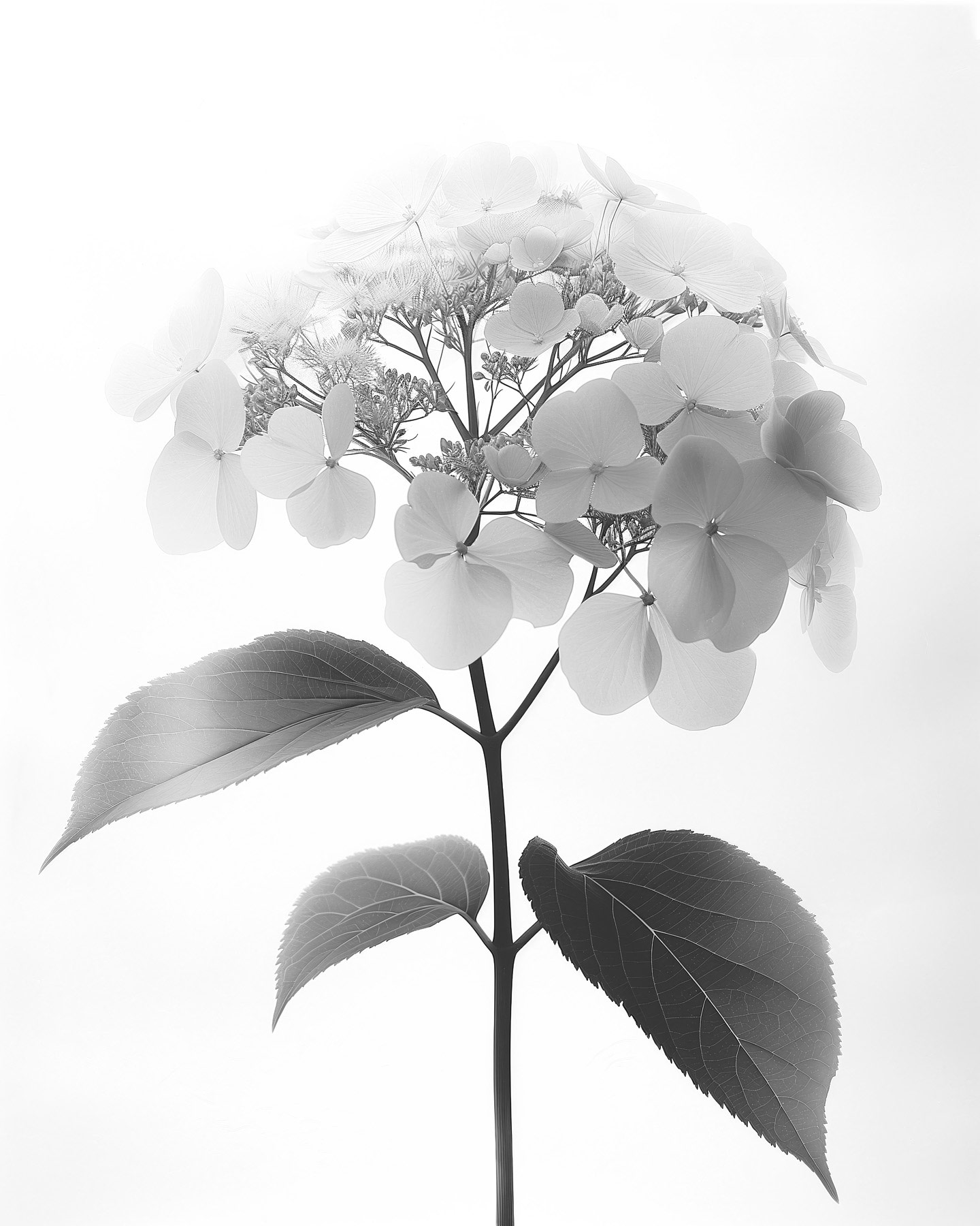 AS Leinwandbild Blumen SW 2 DD132889