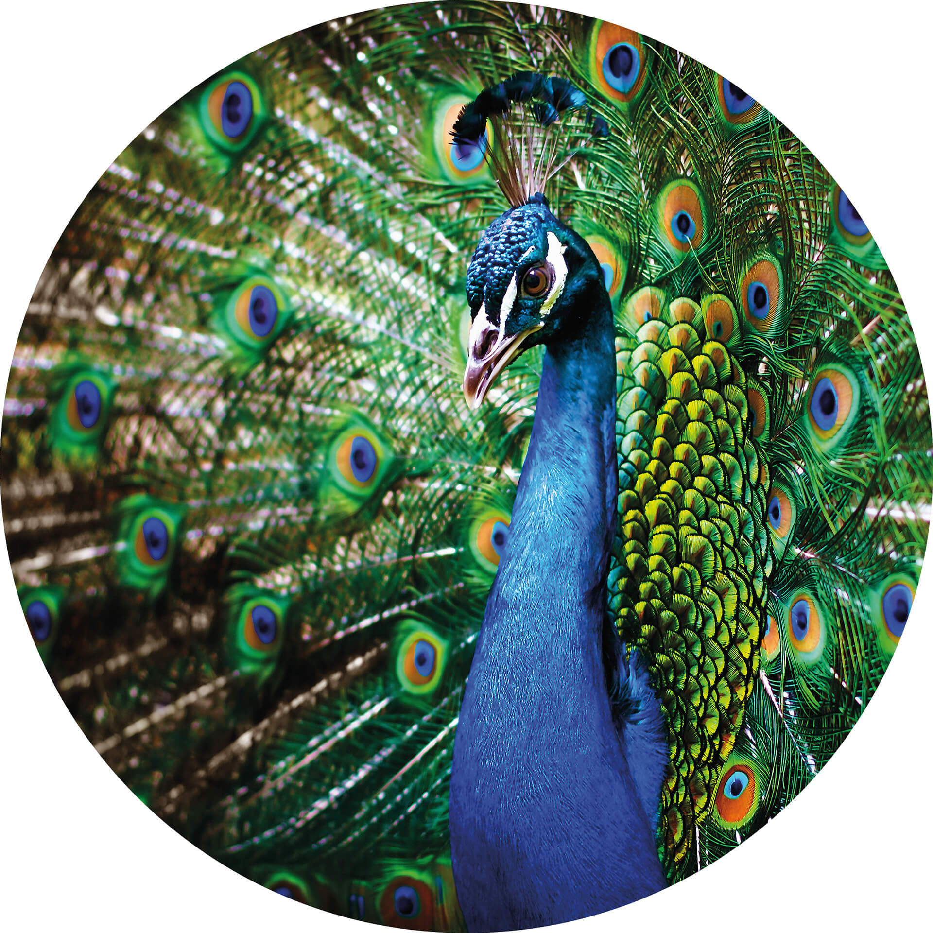 AS Fototapete Designwalls 2.0 Beautiful Peacock DD119198