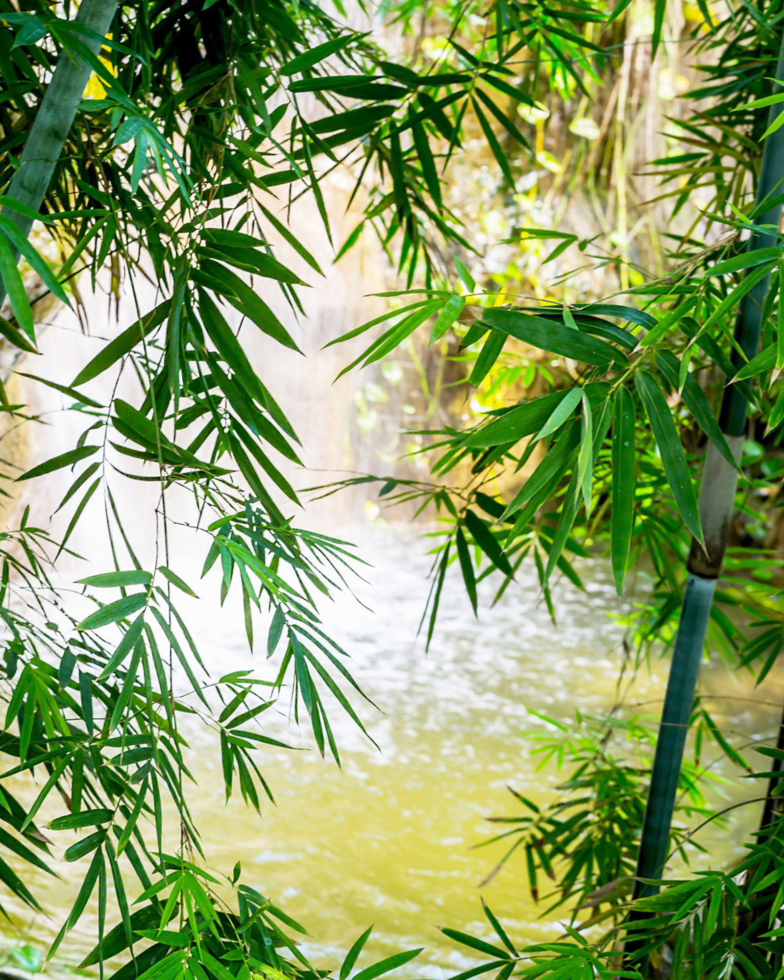 Rasch Fototapete Magic Walls Bambus 363364 Rasch Fototapete Magic Walls Bambus 363364