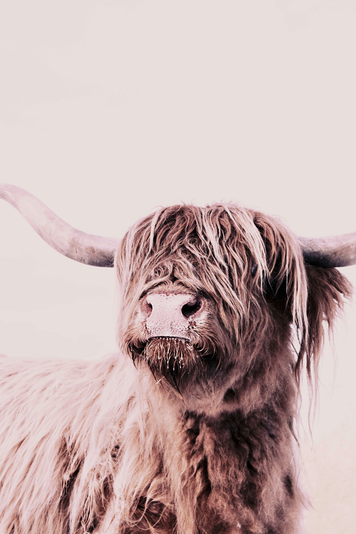 AS Leinwandbild Highland Cattle 1 DD131859
