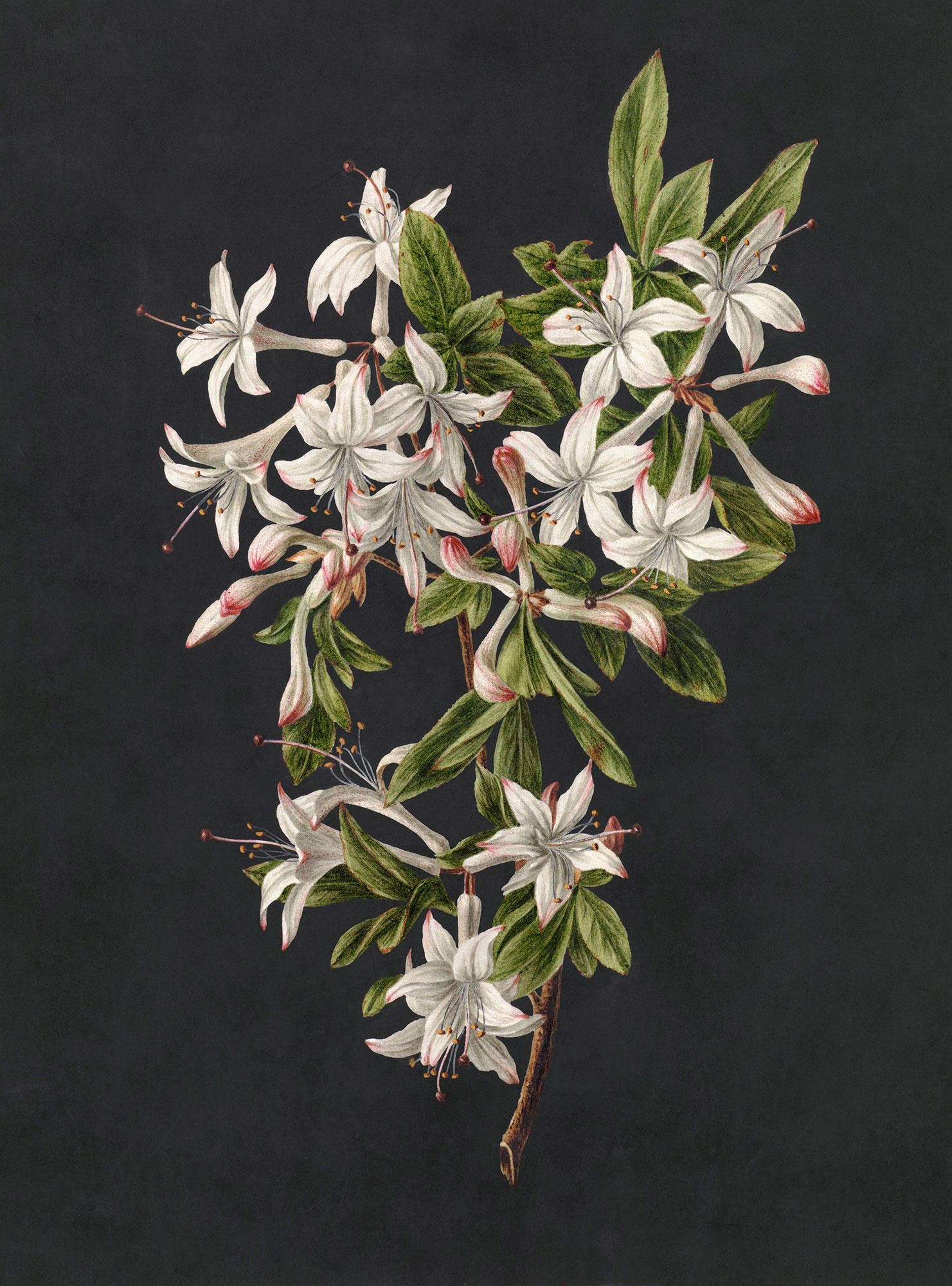 AS Fototapete Walls by Patel 3 Blumen DD122196 AS Fototapete Walls by Patel 3 Blumen DD122196