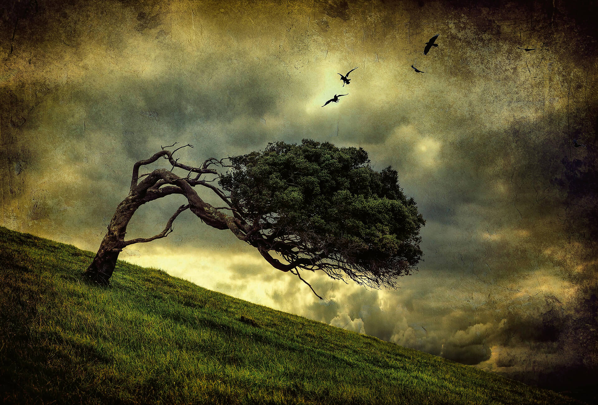 AS Fototapete Designwalls 2.0 Scary Vintage Tree DD118967 AS Fototapete Designwalls 2.0 Scary Vintage Tree DD118967