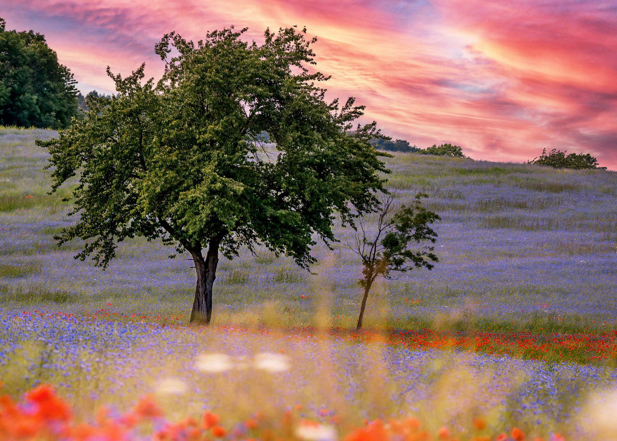 Rasch Fototapete Magic Walls Abendrot 363425 Rasch Fototapete Magic Walls Abendrot 363425