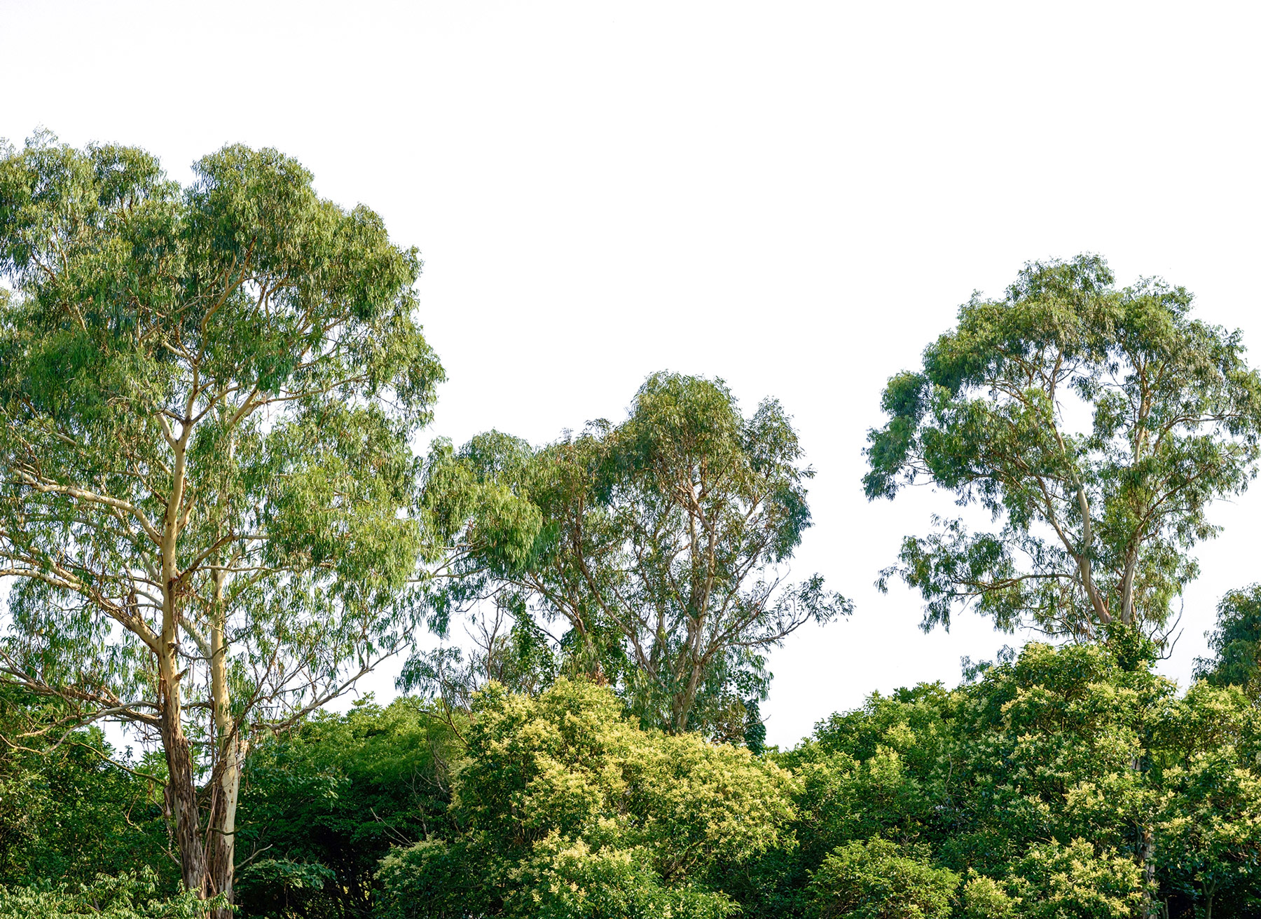 AS Fototapete Designwalls Treetop DD118797