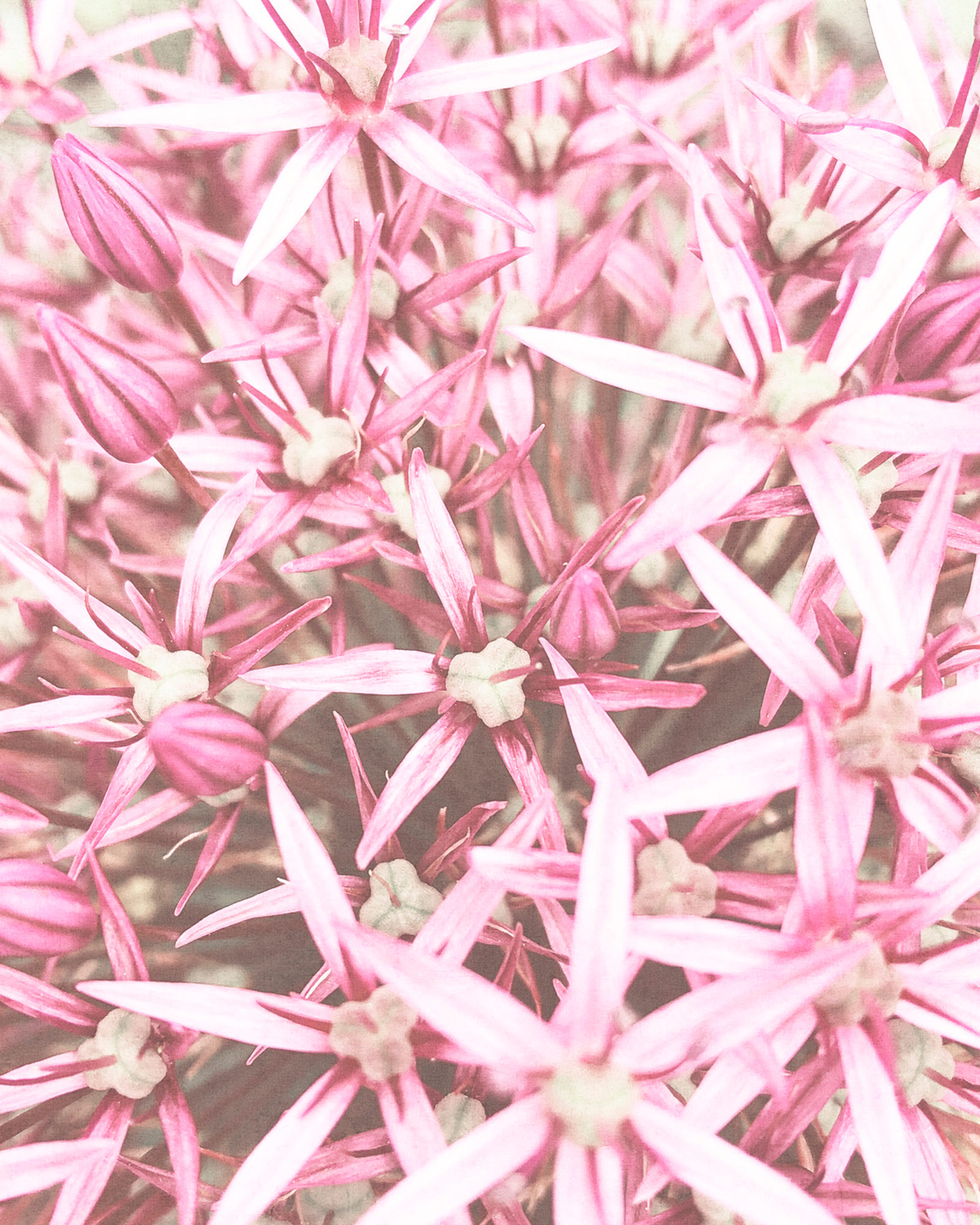 Rasch Fototapete Magic Walls Blumen 364132