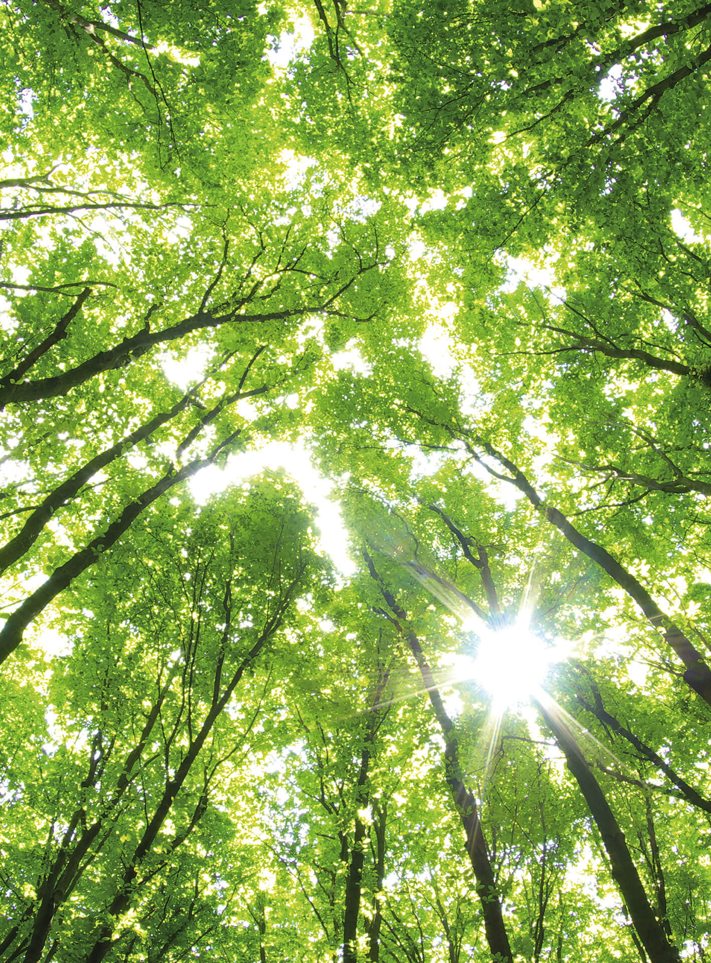 AS Fototapete Designwalls 2.0 Sunny Forest DD119129 AS Fototapete Designwalls 2.0 Sunny Forest DD119129