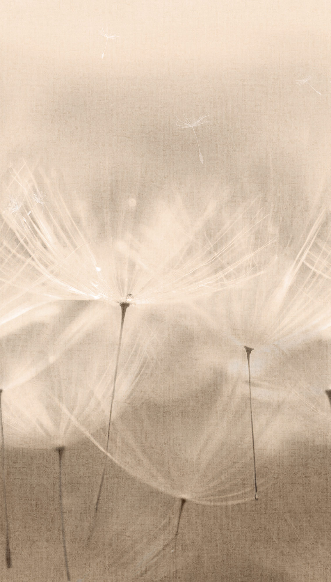 Grandeco Wandbild Eine Rolle ein Motiv 2 Pusteblume 203801