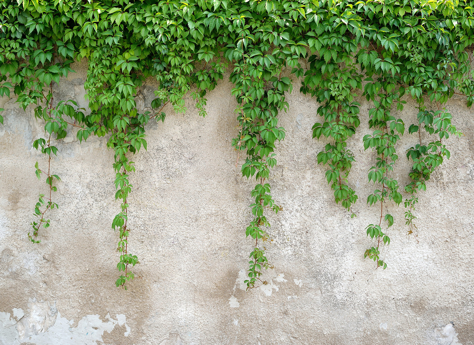 AS Fototapete Designwalls ClimbingLeaves DD118712