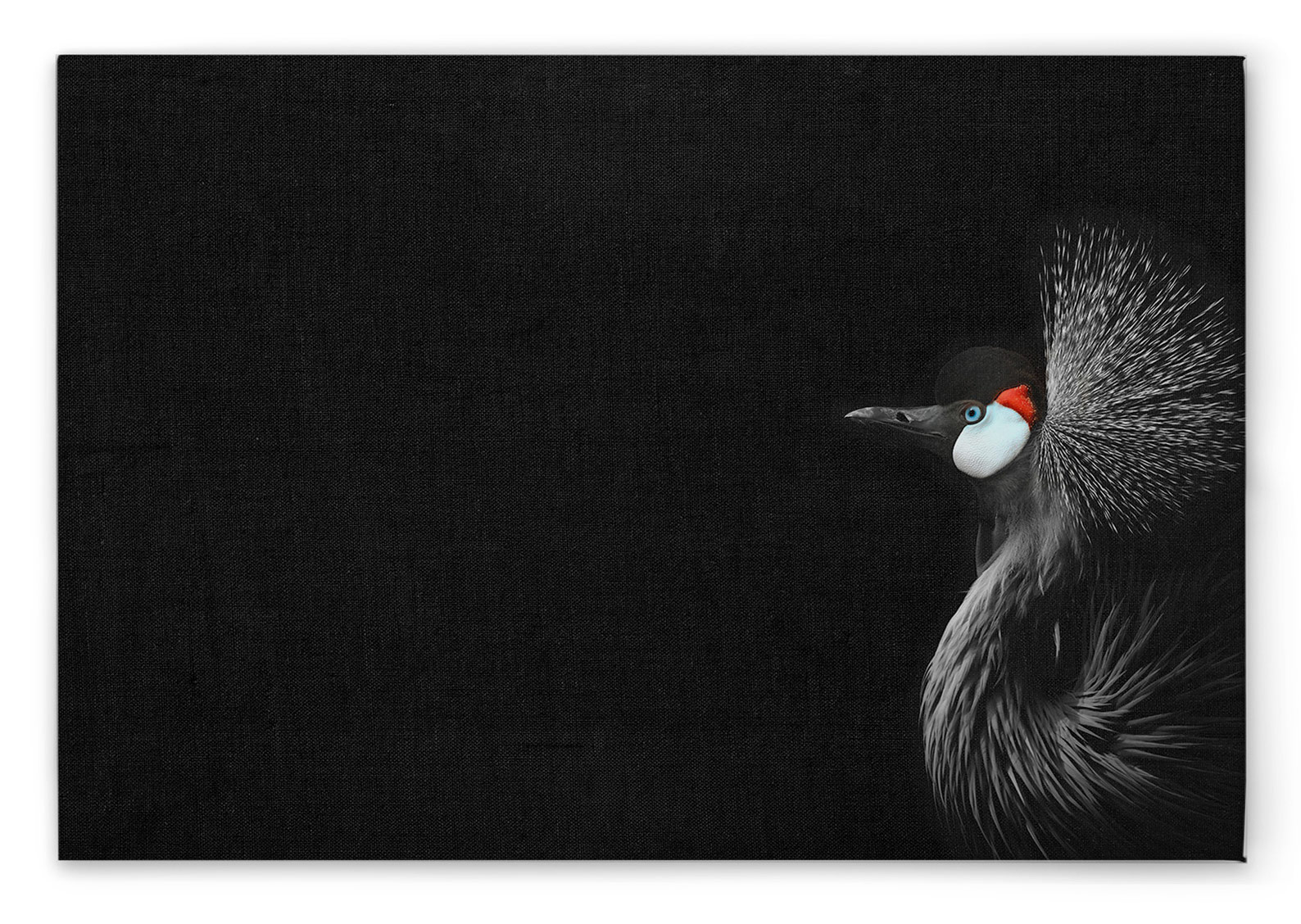 AS Leinwandbild Crowned Crane DD132203