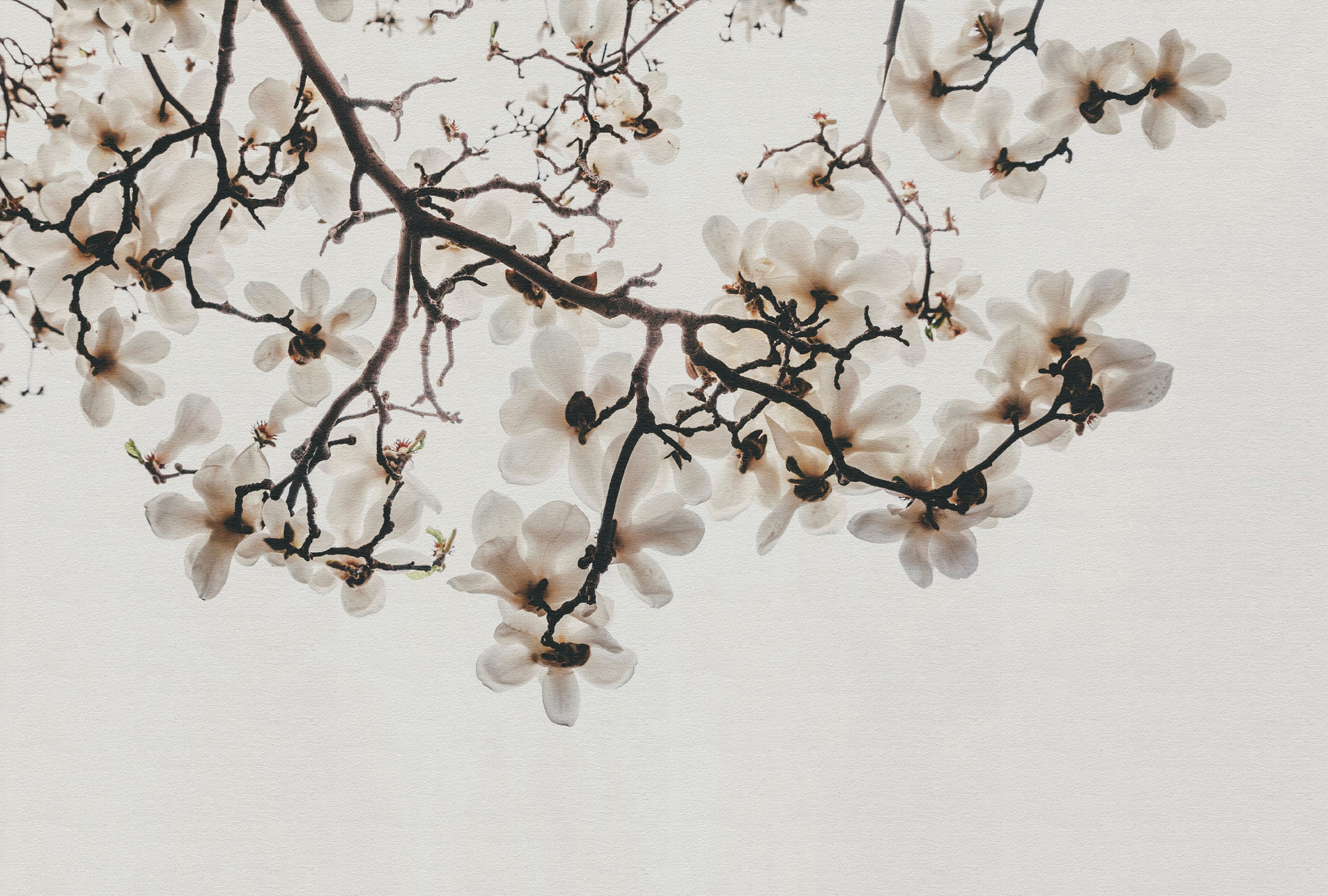 AS Fototapete Walls by Patel 5 Blüten Creme DD134837