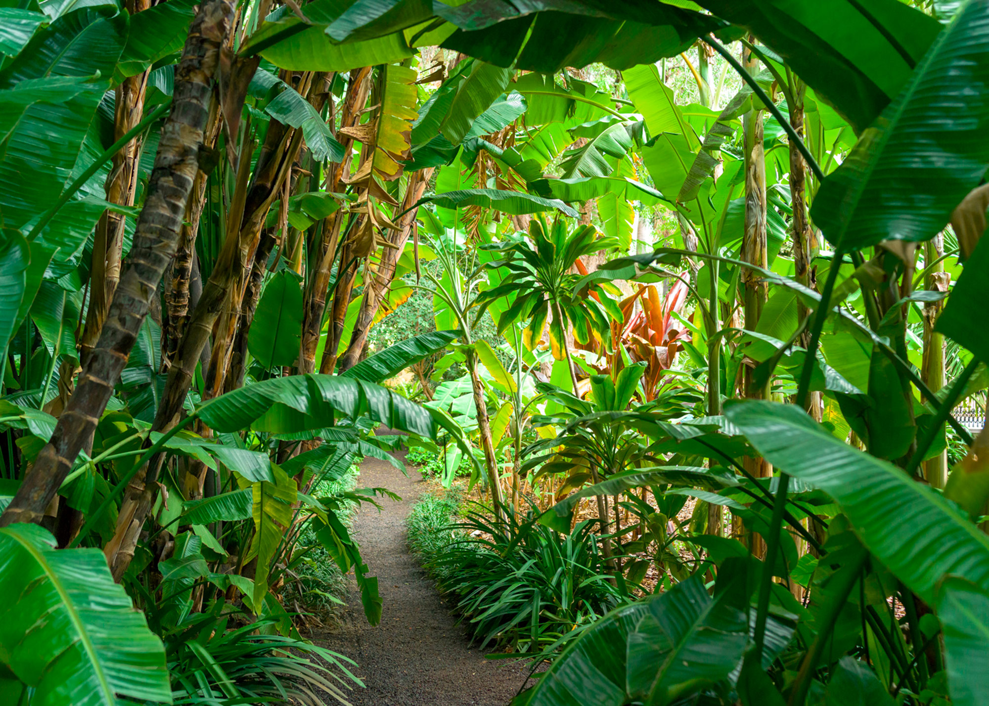 Rasch Fototapete Magic Walls Bananenpflanzen 363784