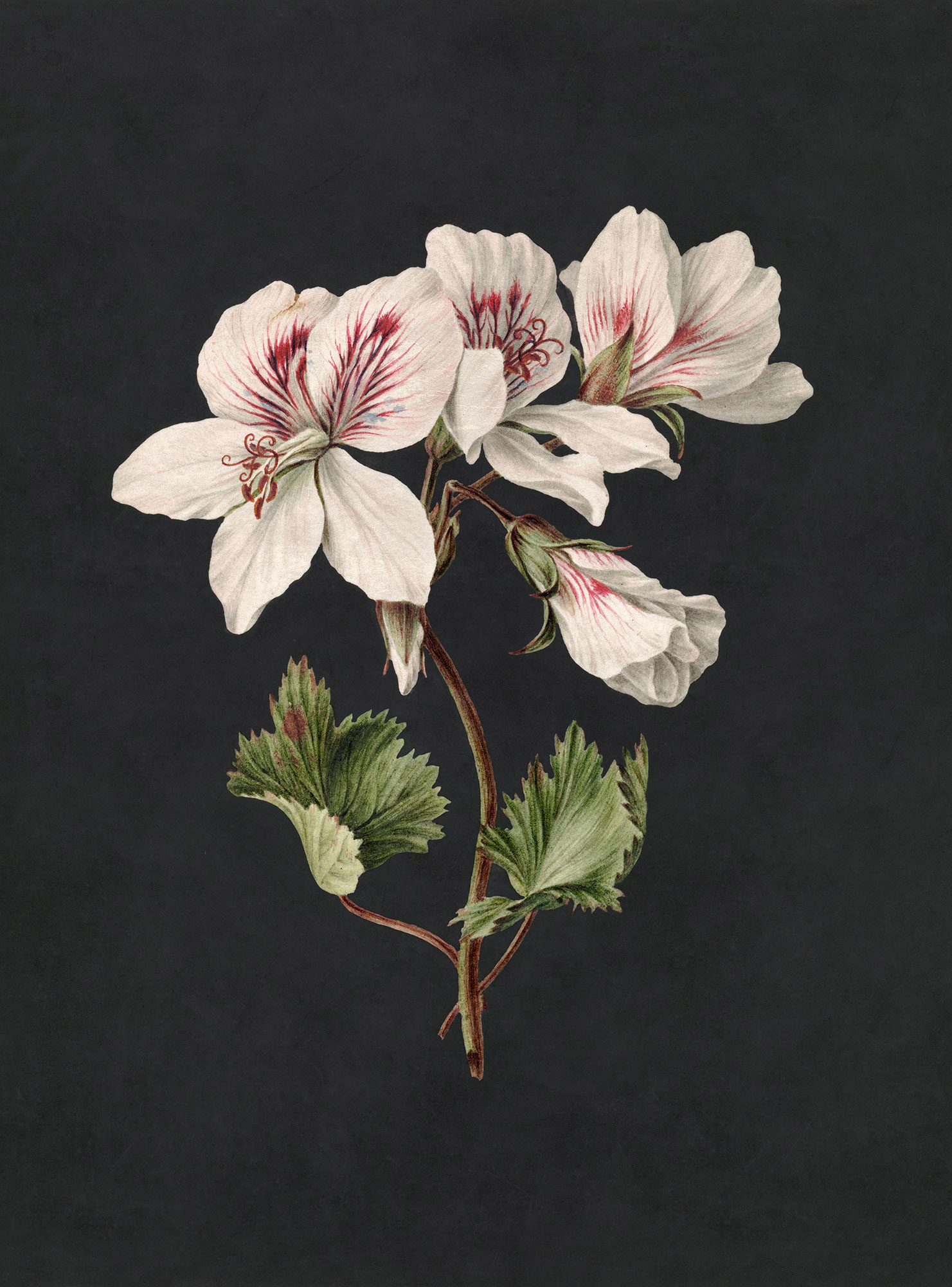 AS Fototapete Walls by Patel 3 Blumen DD122192 AS Fototapete Walls by Patel 3 Blumen DD122192