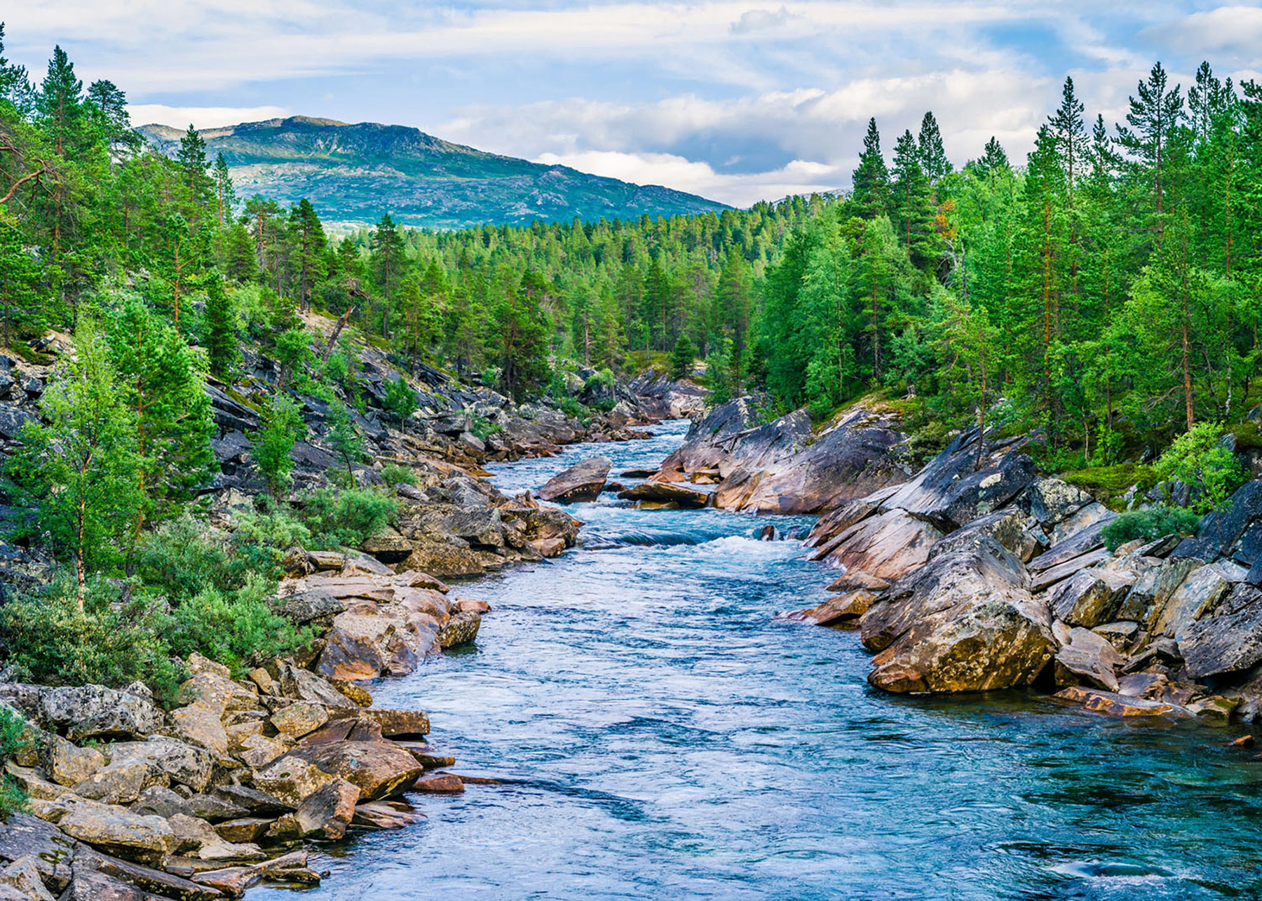 Rasch Fototapete Magic Walls Fische 363272 Rasch Fototapete Magic Walls Fische 363272