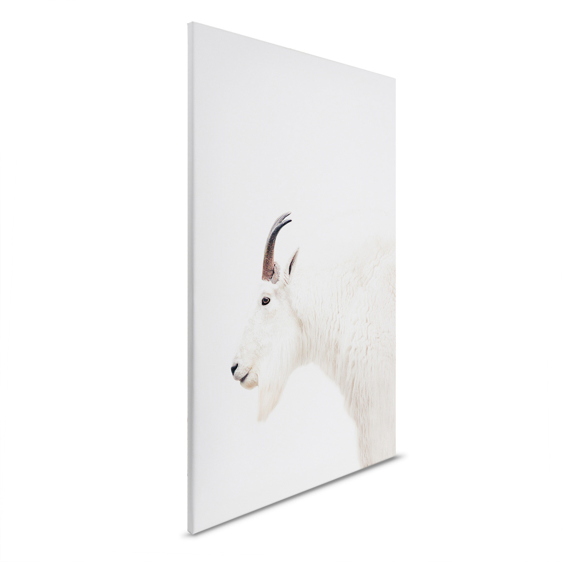 AS Leinwandbild Mountain Goat DD132208