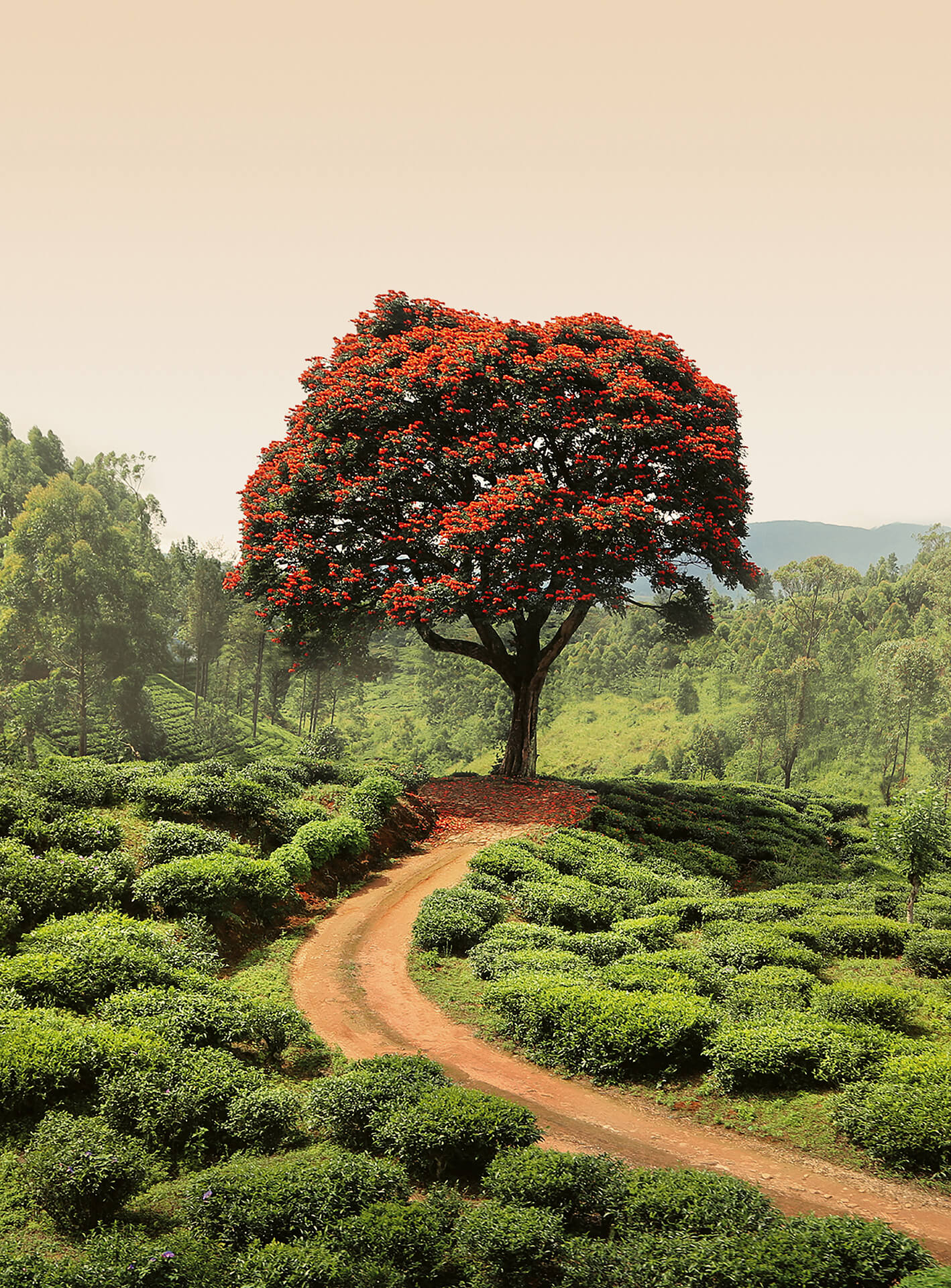 AS Fototapete Designwalls 2.0 Red Tree And Hills In Sri Lank