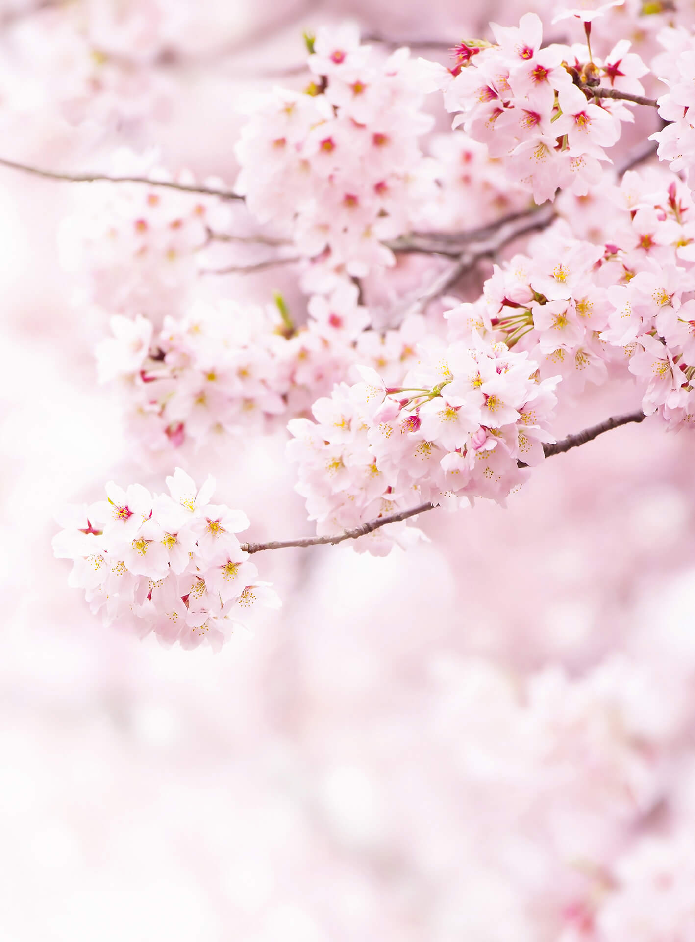 AS Fototapete Designwalls 2.0 Delicate Flowers DD119138