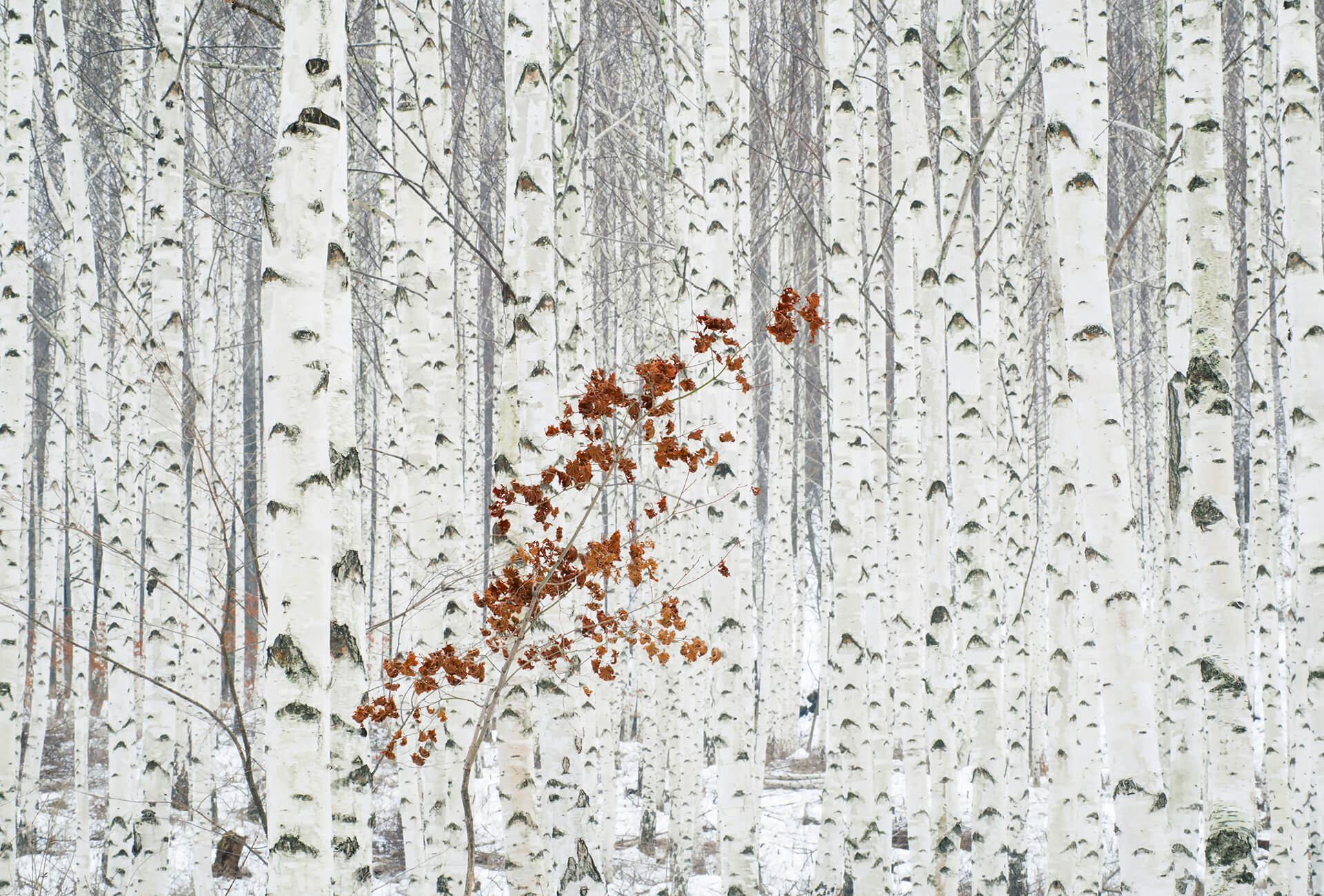 AS Fototapete Designwalls 2.0 White Birch Forest DD118937