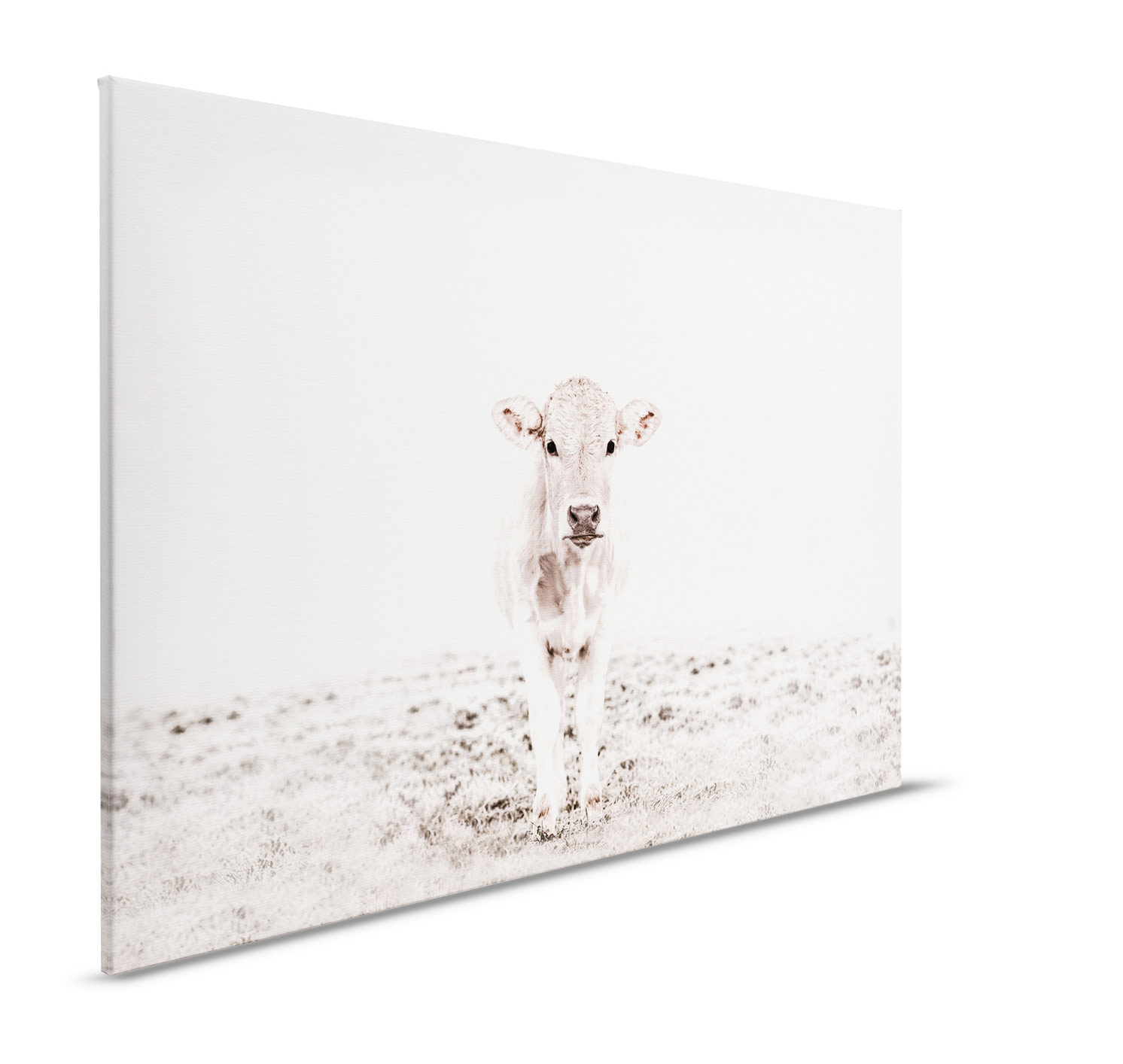 AS Leinwandbild Highland Cattle 3 DD132248