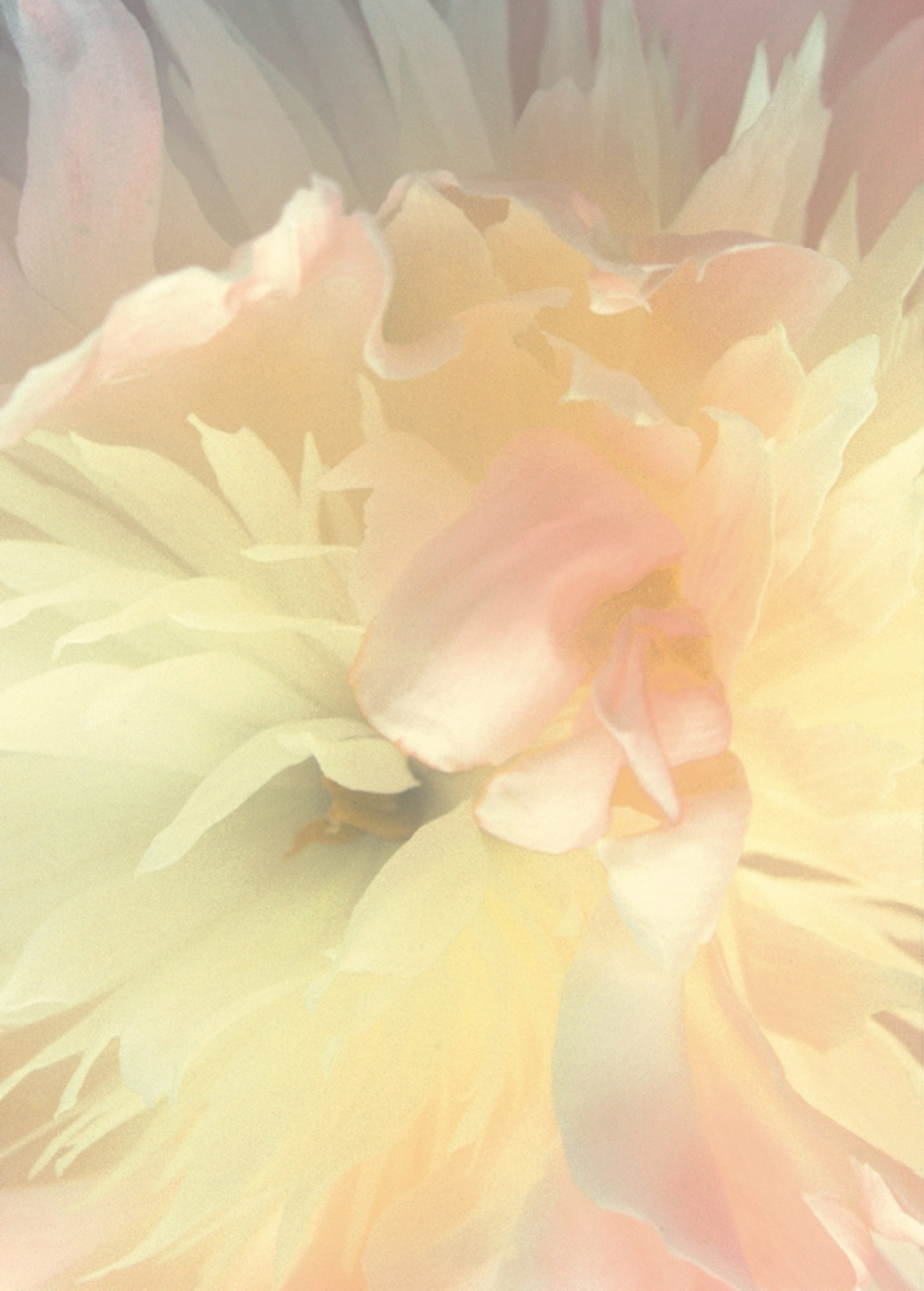 Rasch Fototapete Magic Walls Blume 839807