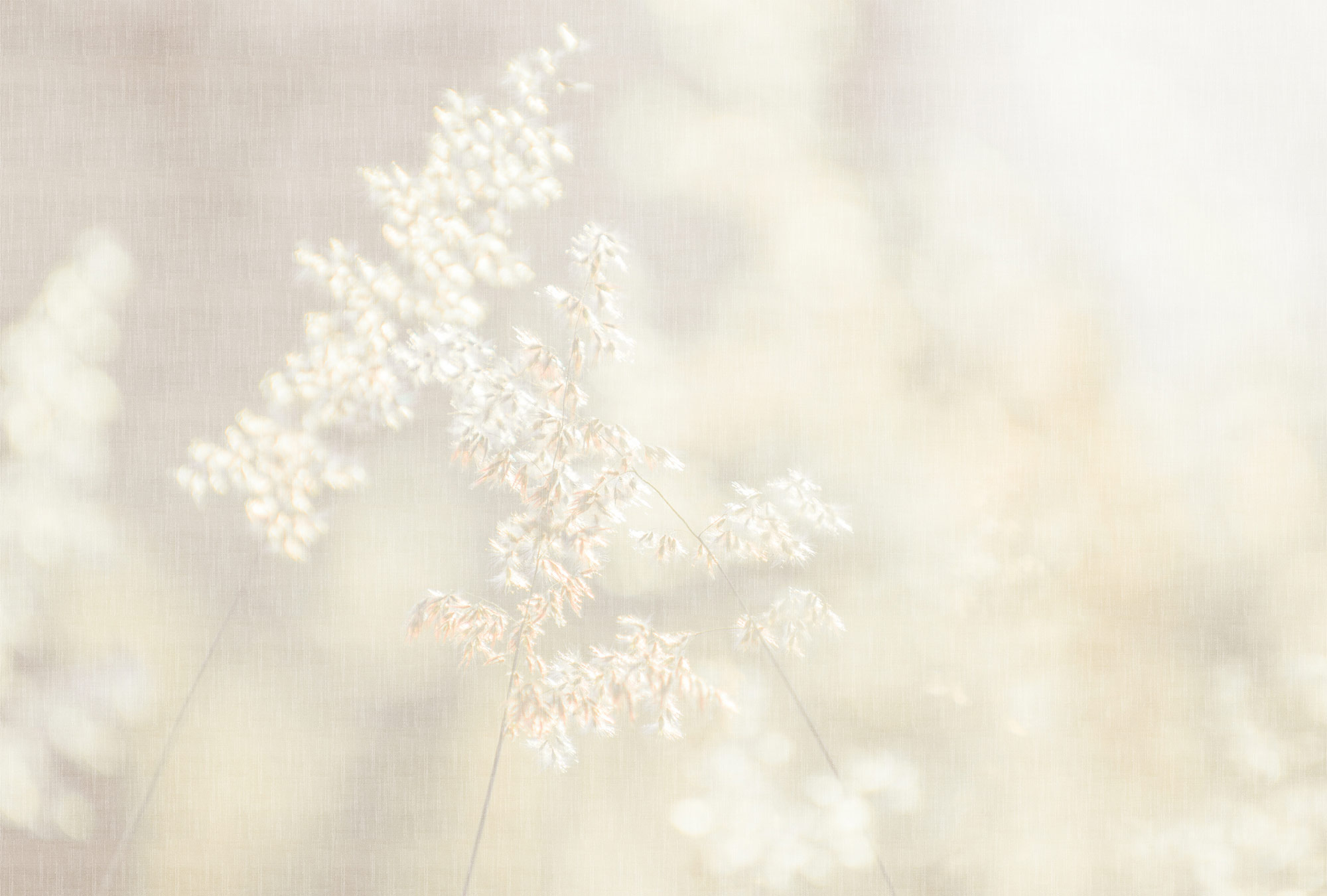 AS Fototapete Walls by Patel 5 Blüten Grau DD134717