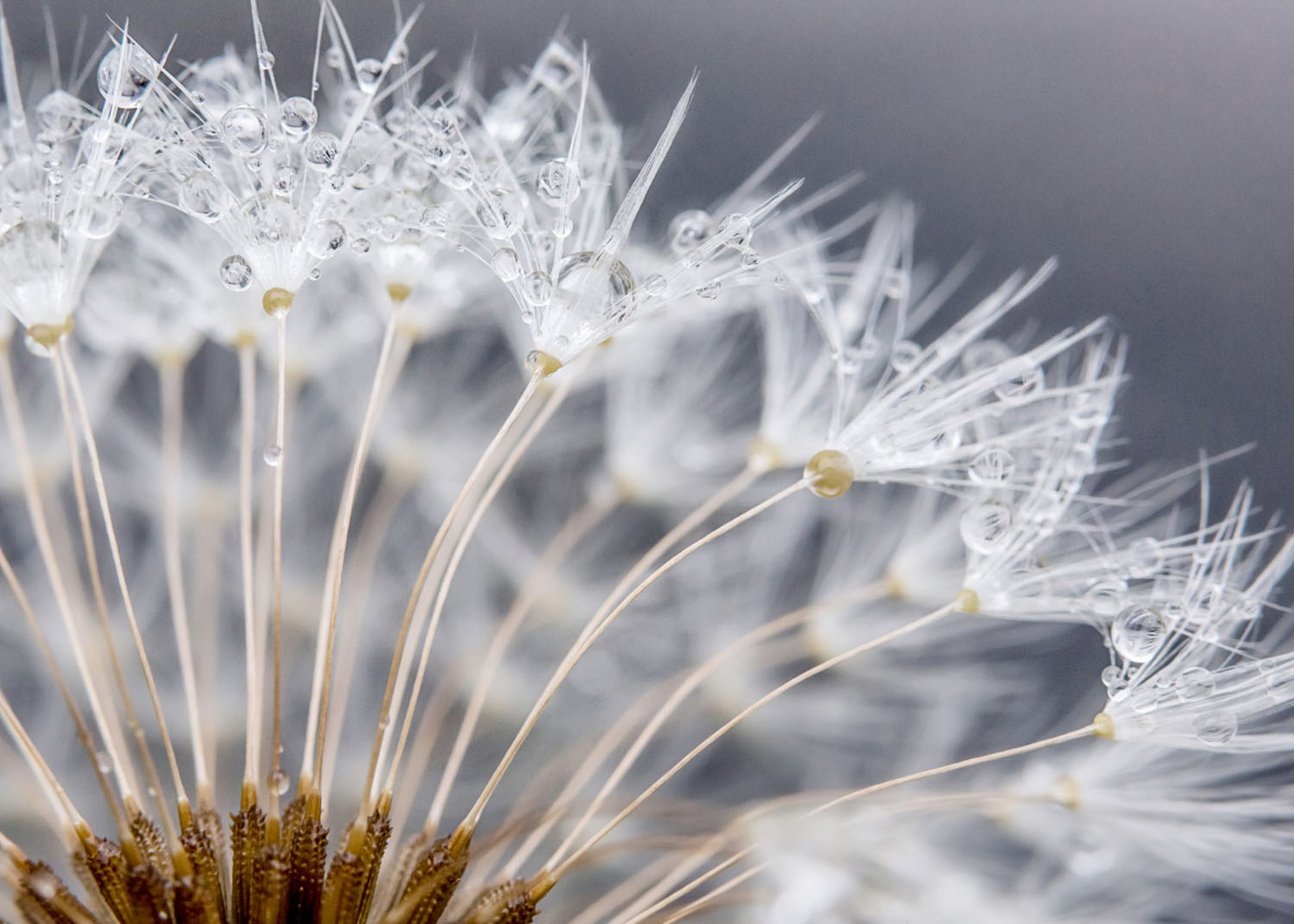 Rasch Fototapete Magic Walls Blüte 363333 Rasch Fototapete Magic Walls Blüte 363333