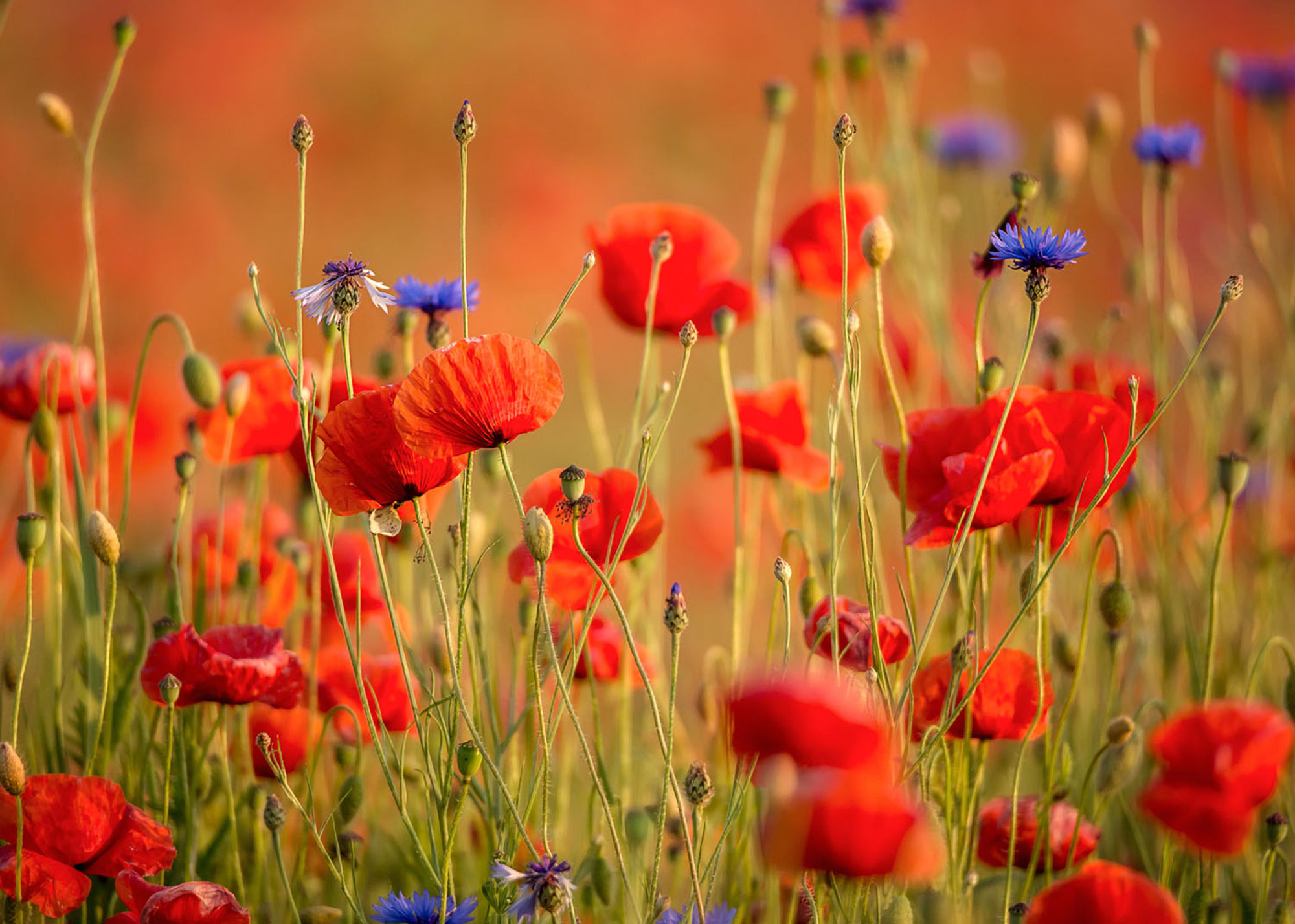 Rasch Fototapete Magic Walls Blüten 363371 Rasch Fototapete Magic Walls Blüten 363371