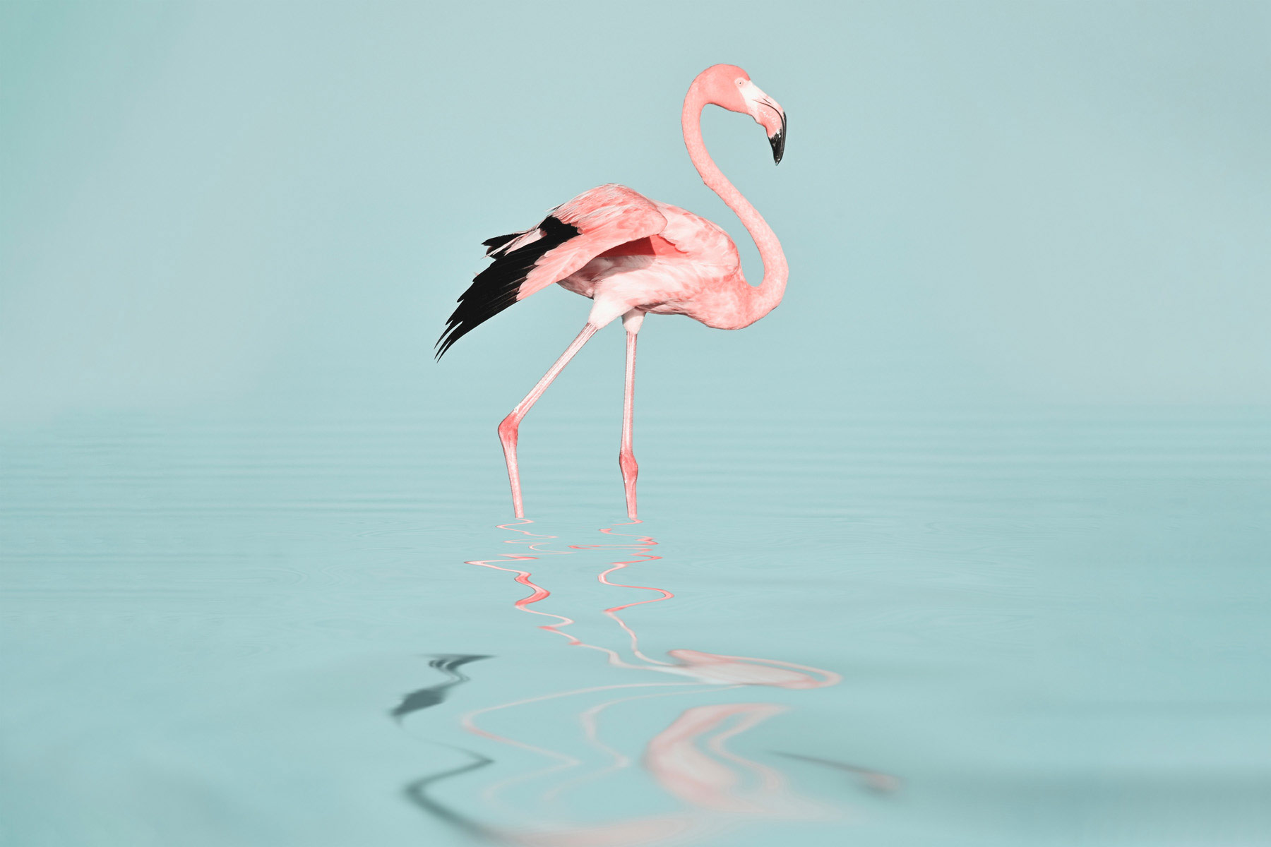 AS Leinwandbild Flamingo Water DD132173