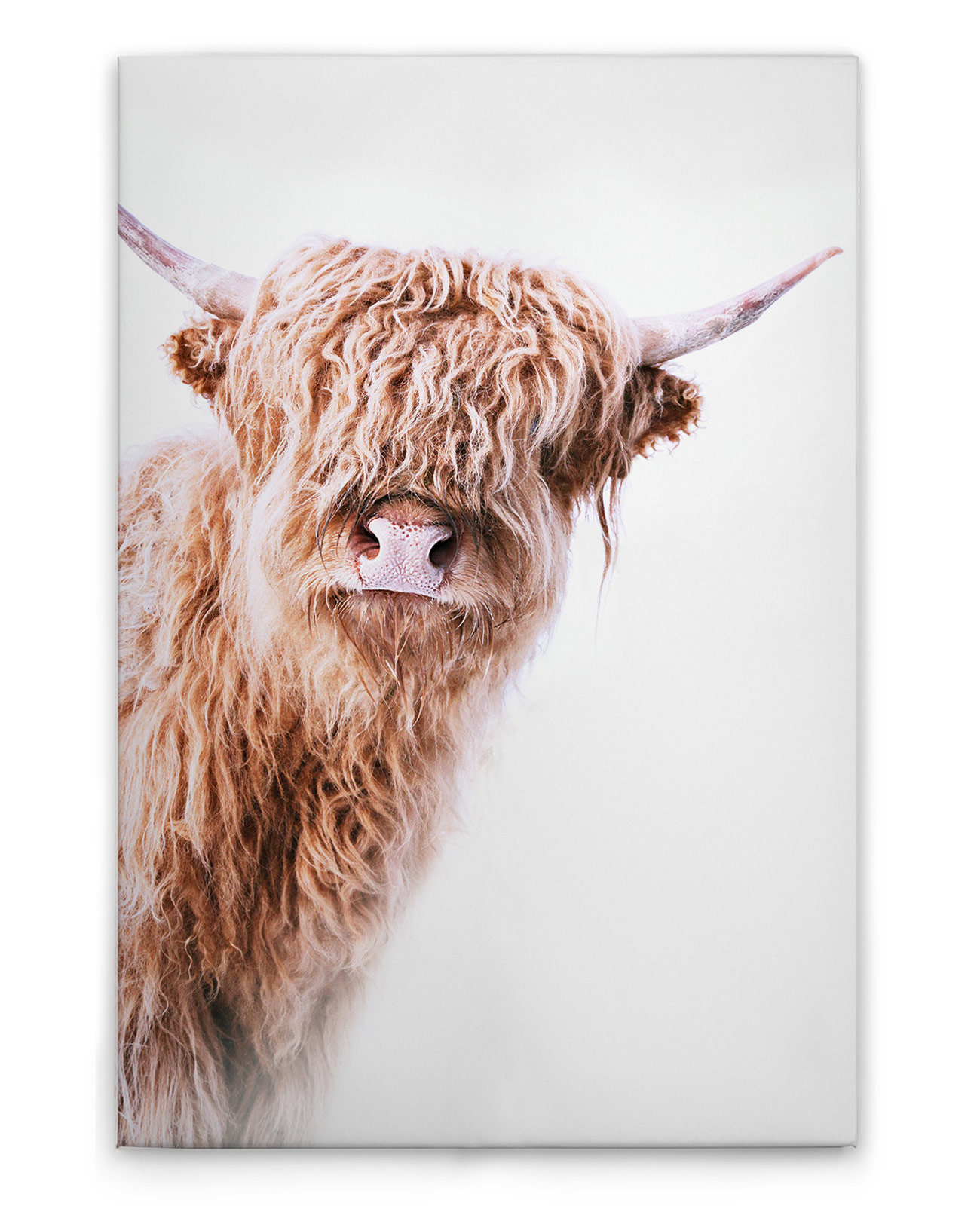 AS Leinwandbild Highland Cattle 2 DD132233
