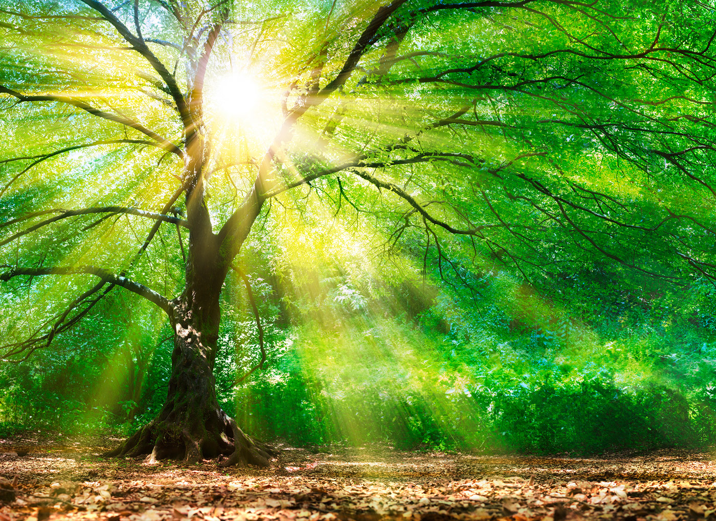 AS Fototapete Designwalls ForestLight DD118798