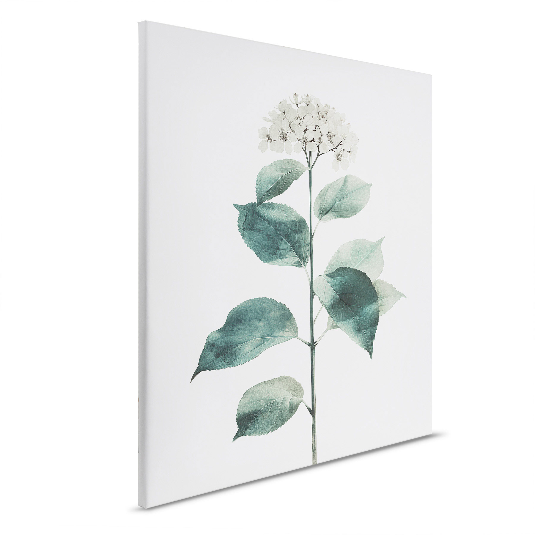 AS Leinwandbild Hortensie Blanc DD132922