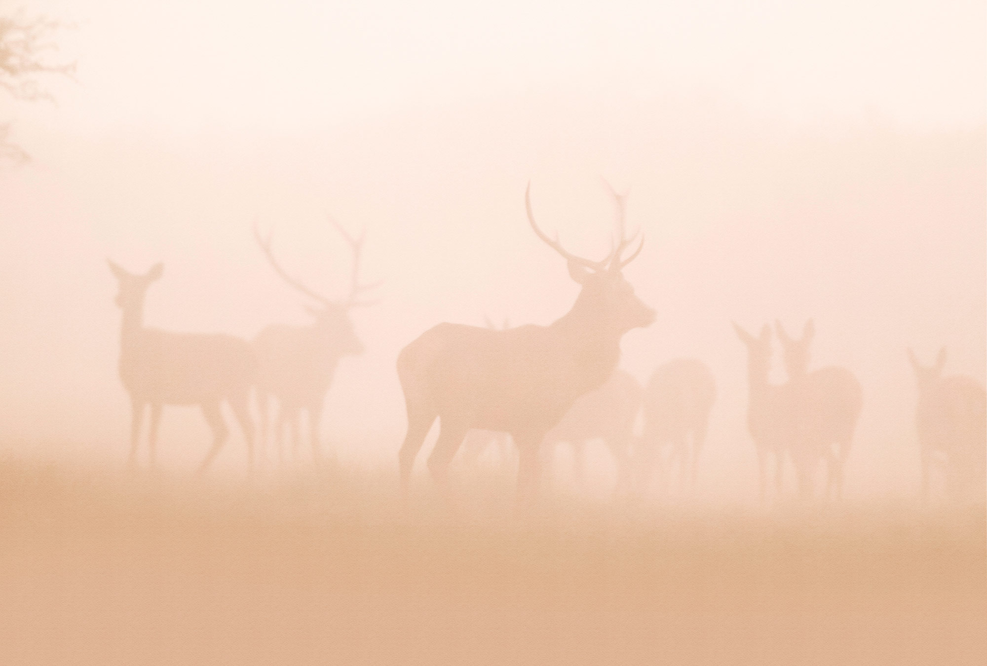 AS Fototapete Walls by Patel 5 Hirsche Oange DD134699