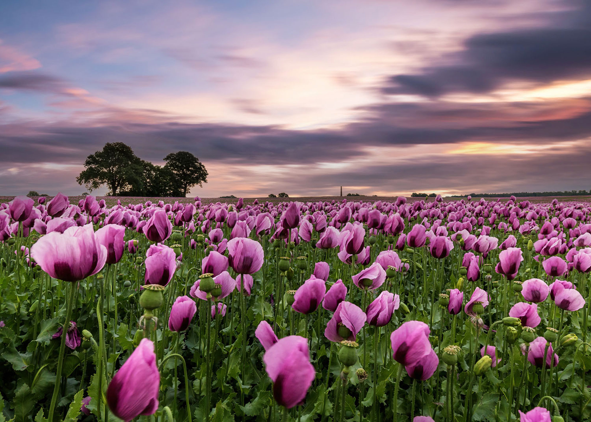 Rasch Fototapete Magic Walls Abendhimmel 363456 Rasch Fototapete Magic Walls Abendhimmel 363456