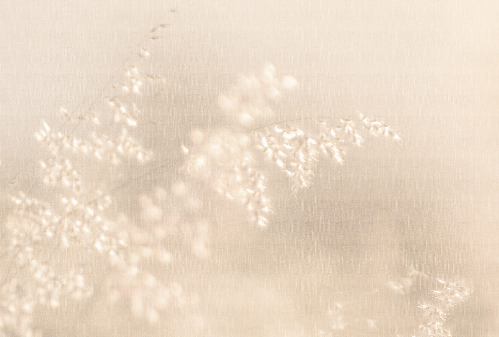 AS Fototapete Walls by Patel 5 Blüten Beige DD134723