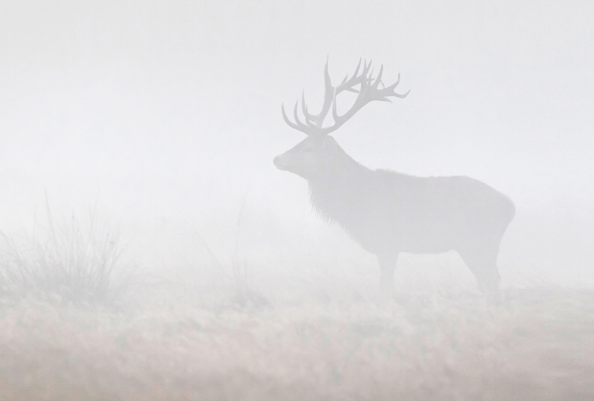 AS Fototapete Walls by Patel 5 Hirsch Grau DD134705