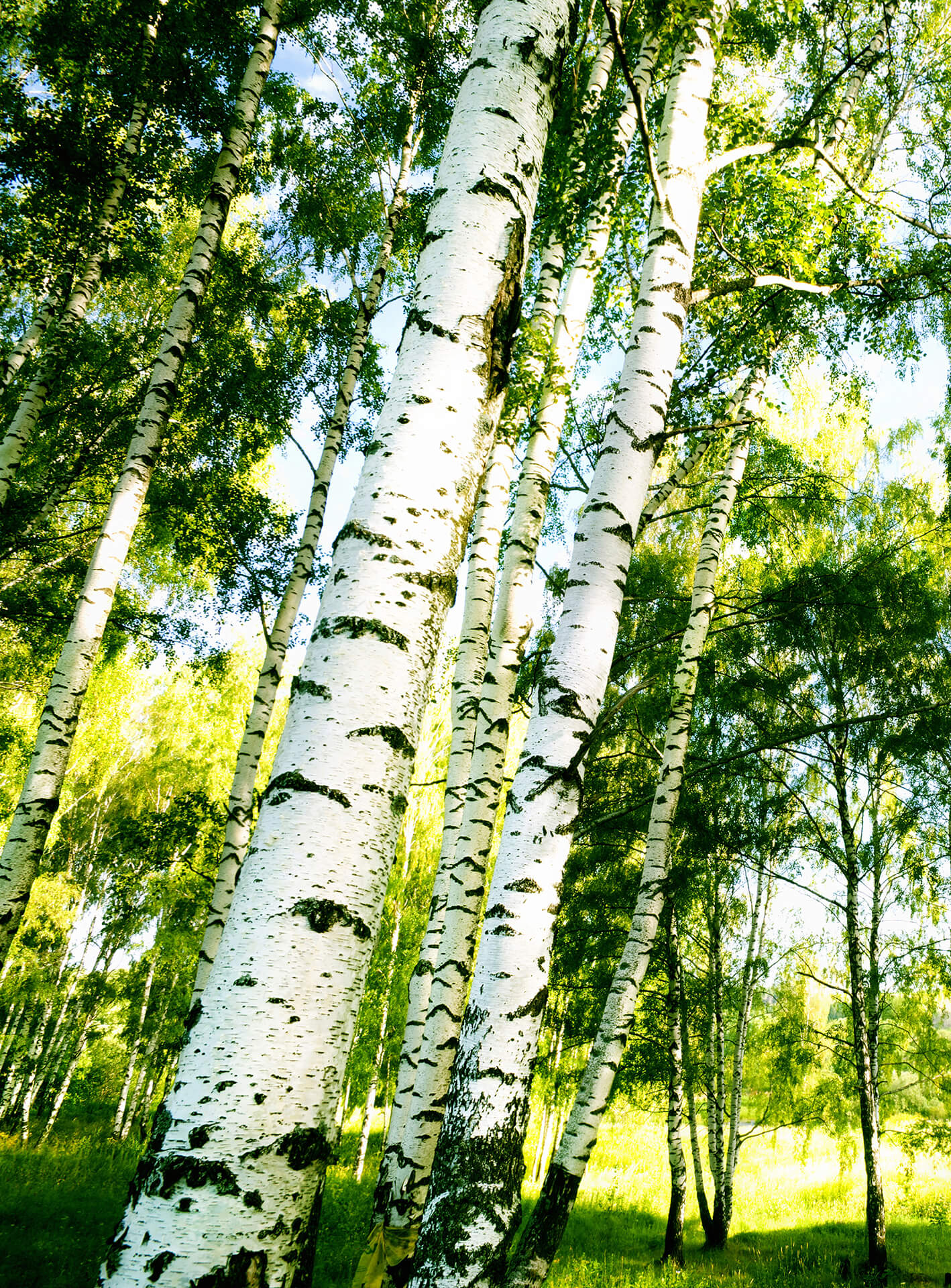 AS Fototapete Designwalls 2.0 Sunshine Forest DD119119