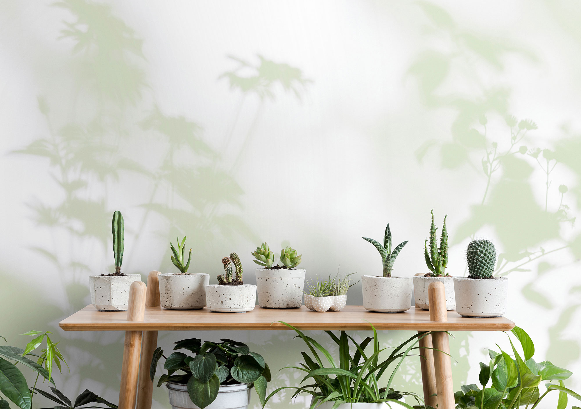 AS Fototapete Walls by Patel 3 Blumen DD122024