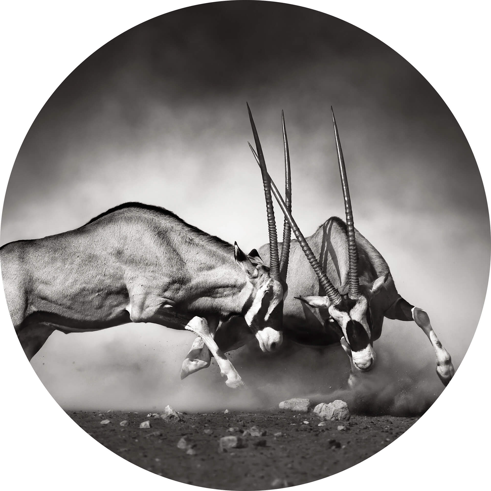 AS Fototapete Designwalls 2.0 The Duel DD119201 AS Fototapete Designwalls 2.0 The Duel DD119201