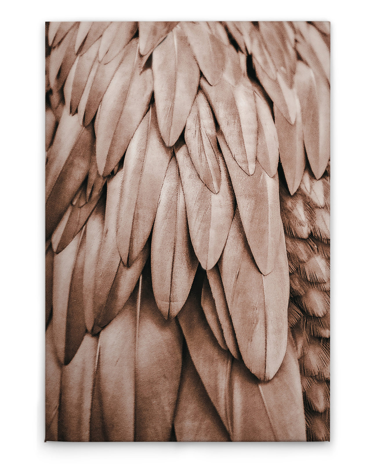 AS Leinwandbild Feathers 1 DD131864