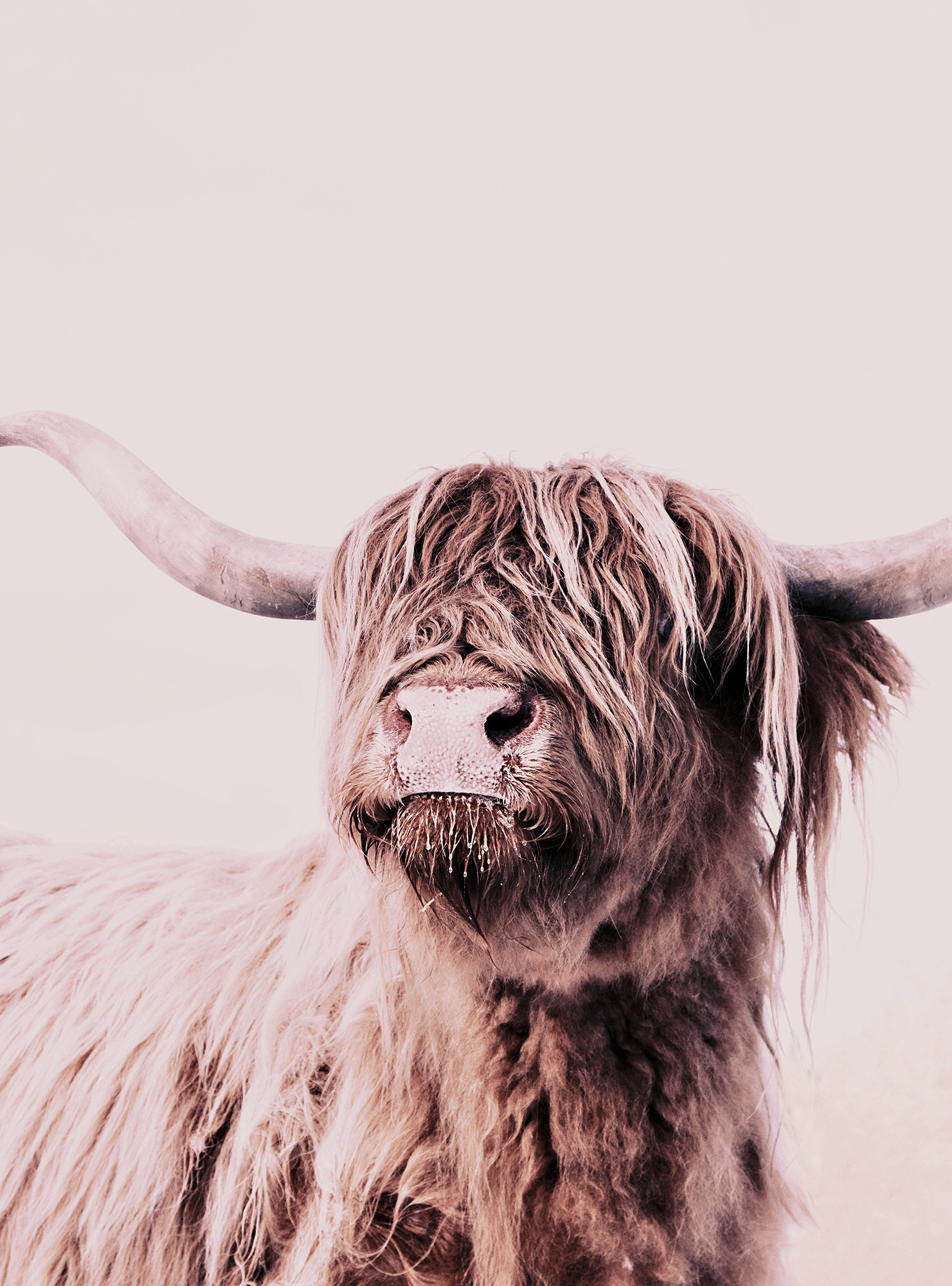 AS Fototapete ARTist Tiere DD119821 AS Fototapete ARTist Tiere DD119821