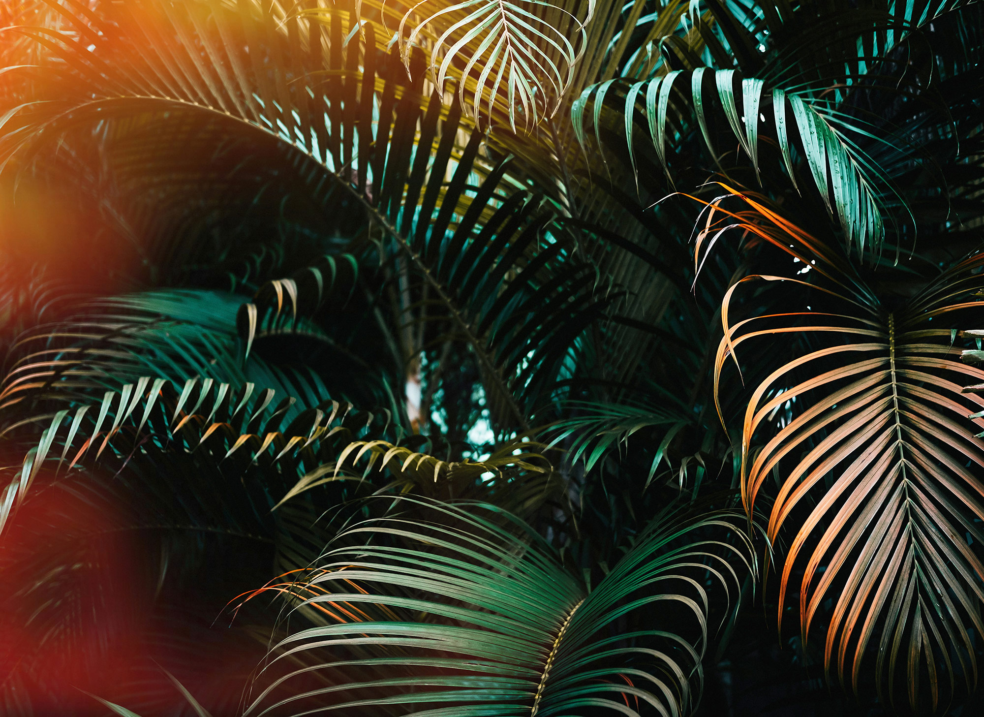 AS Fototapete Designwalls Jungle Colour DD118795