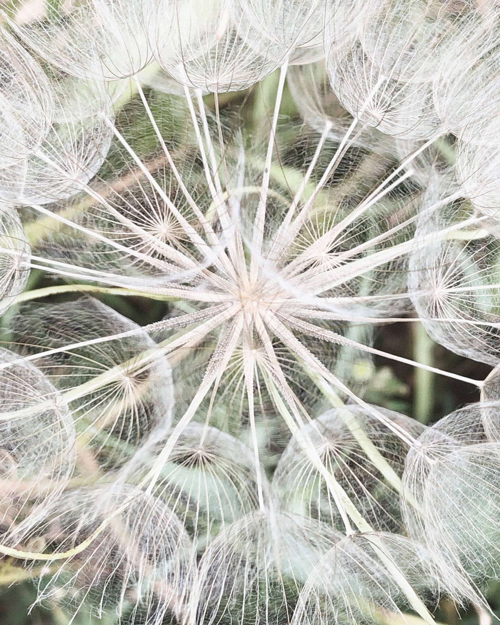 Rasch Fototapete Magic Walls Löwenzahn 364101 Rasch Fototapete Magic Walls Löwenzahn 364101