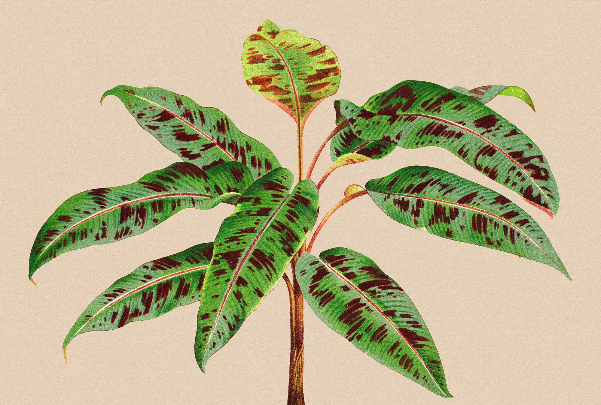 AS Fototapete Walls by Patel 3 Palmen DD121960