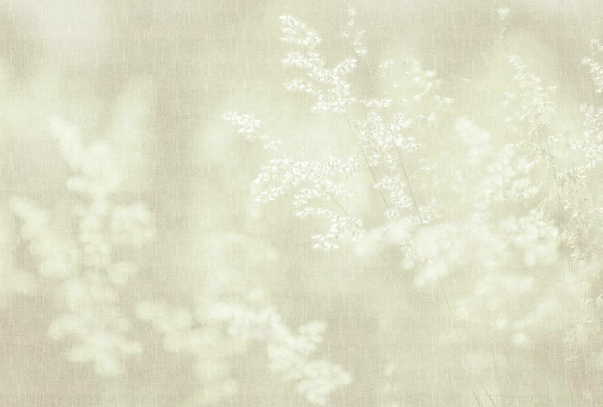 AS Fototapete Walls by Patel 5 Blüten Mintgrün DD134729