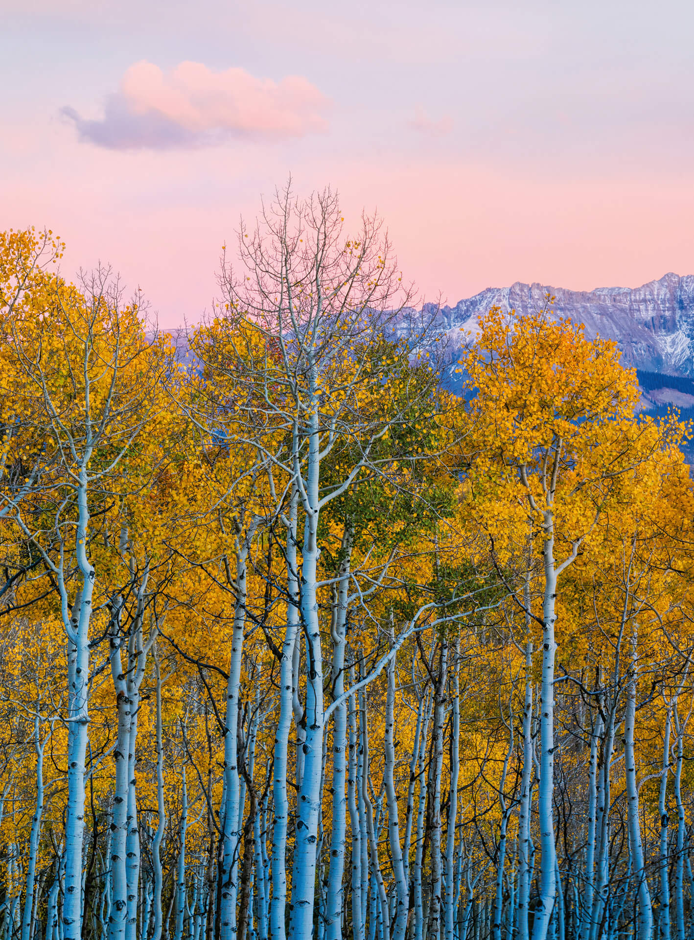 AS Fototapete Designwalls 2.0 Birches And Mountains DD119071 AS Fototapete Designwalls 2.0 Birches And Mountains DD119071
