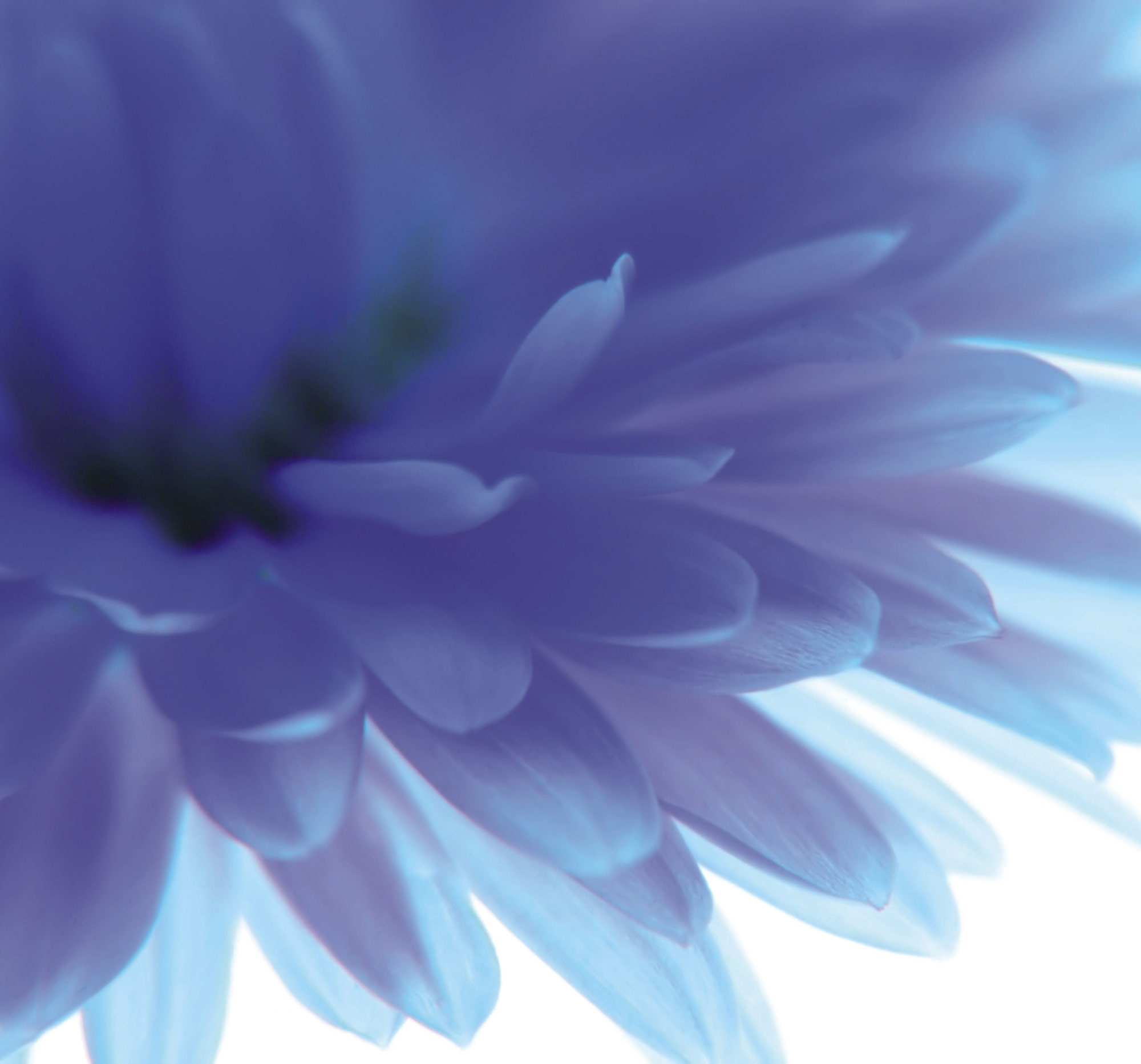 Rasch Fototapete Magic Walls Blume 890754 Rasch Fototapete Magic Walls Blume 890754