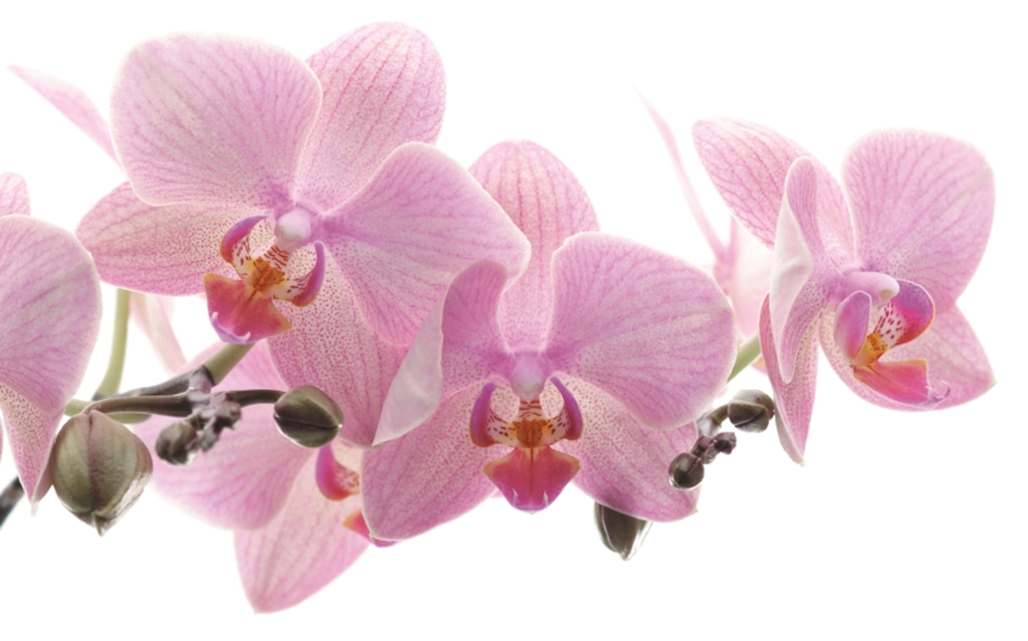 Rasch Fototapete Magic Walls Blume 838350