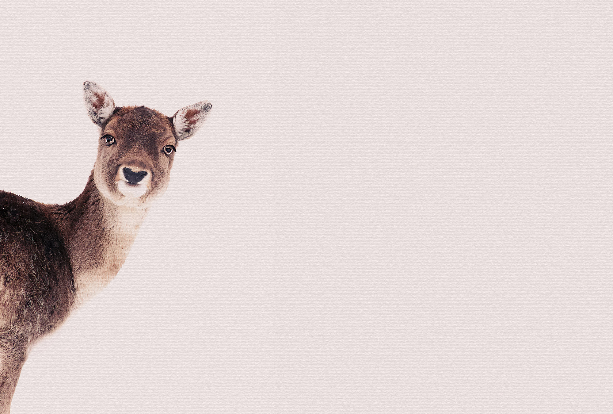 AS Fototapete ARTist Tiere DD119837