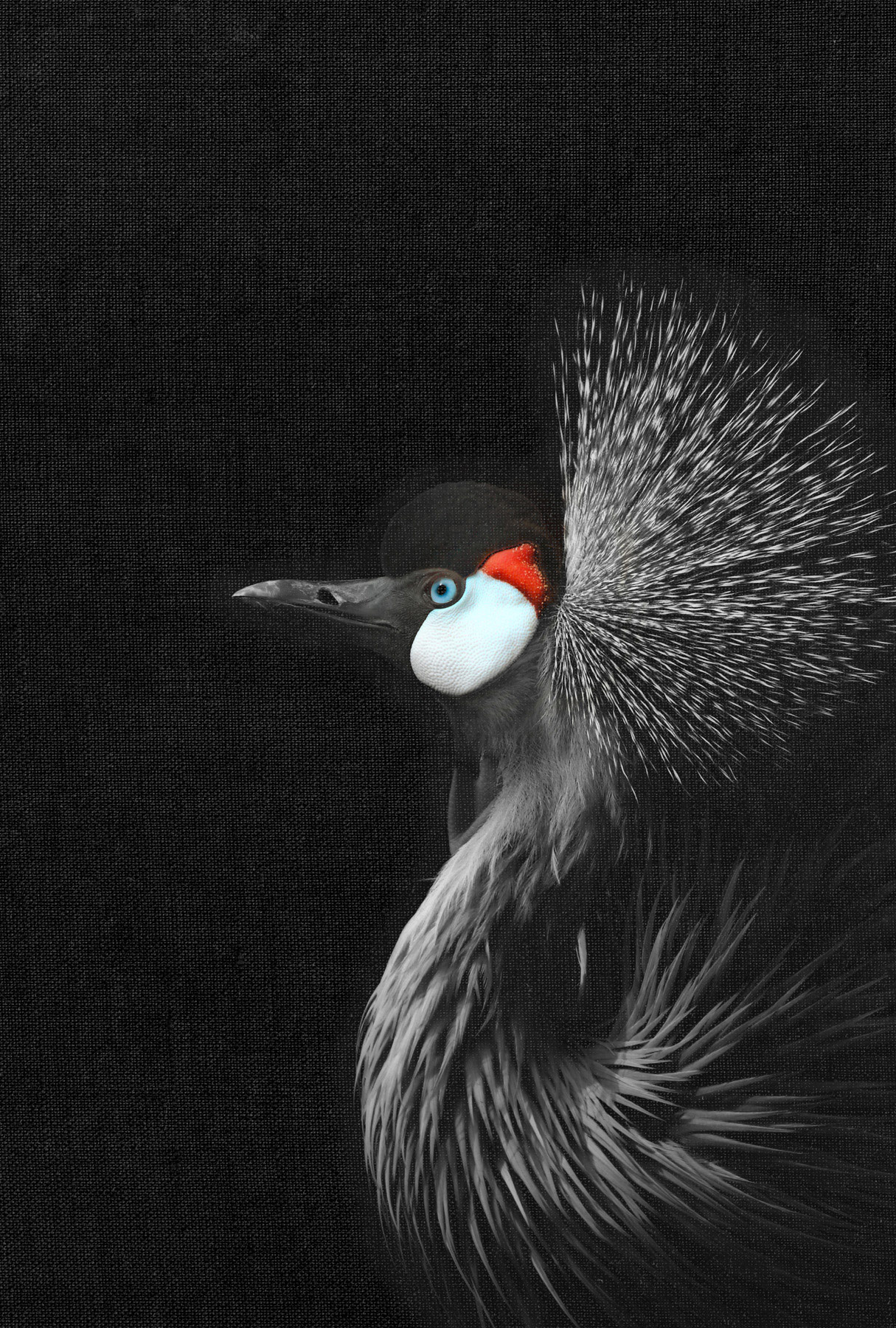 AS Leinwandbild Crowned Crane DD132198