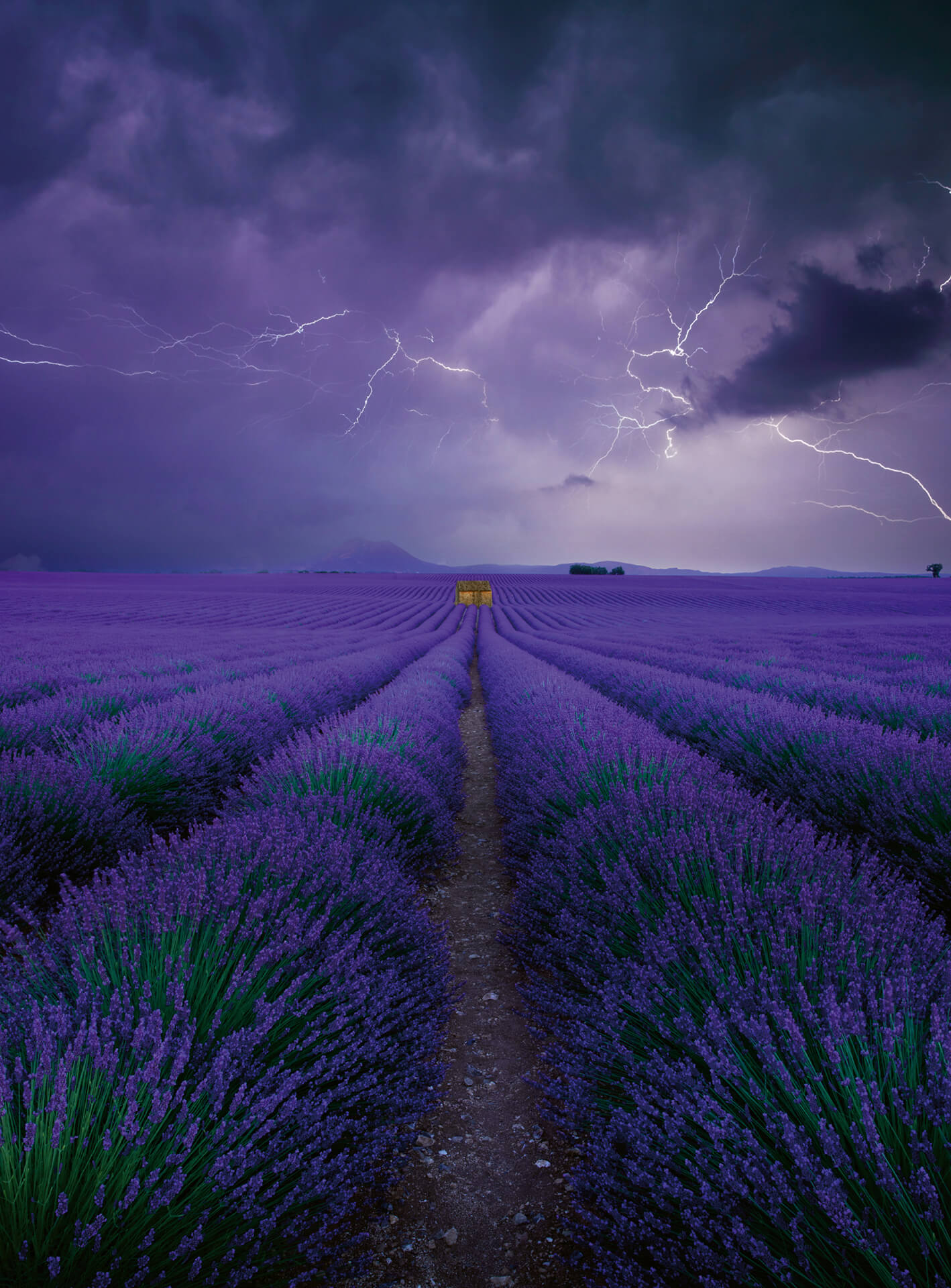 AS Fototapete Designwalls 2.0 Field Of Lavender DD119090